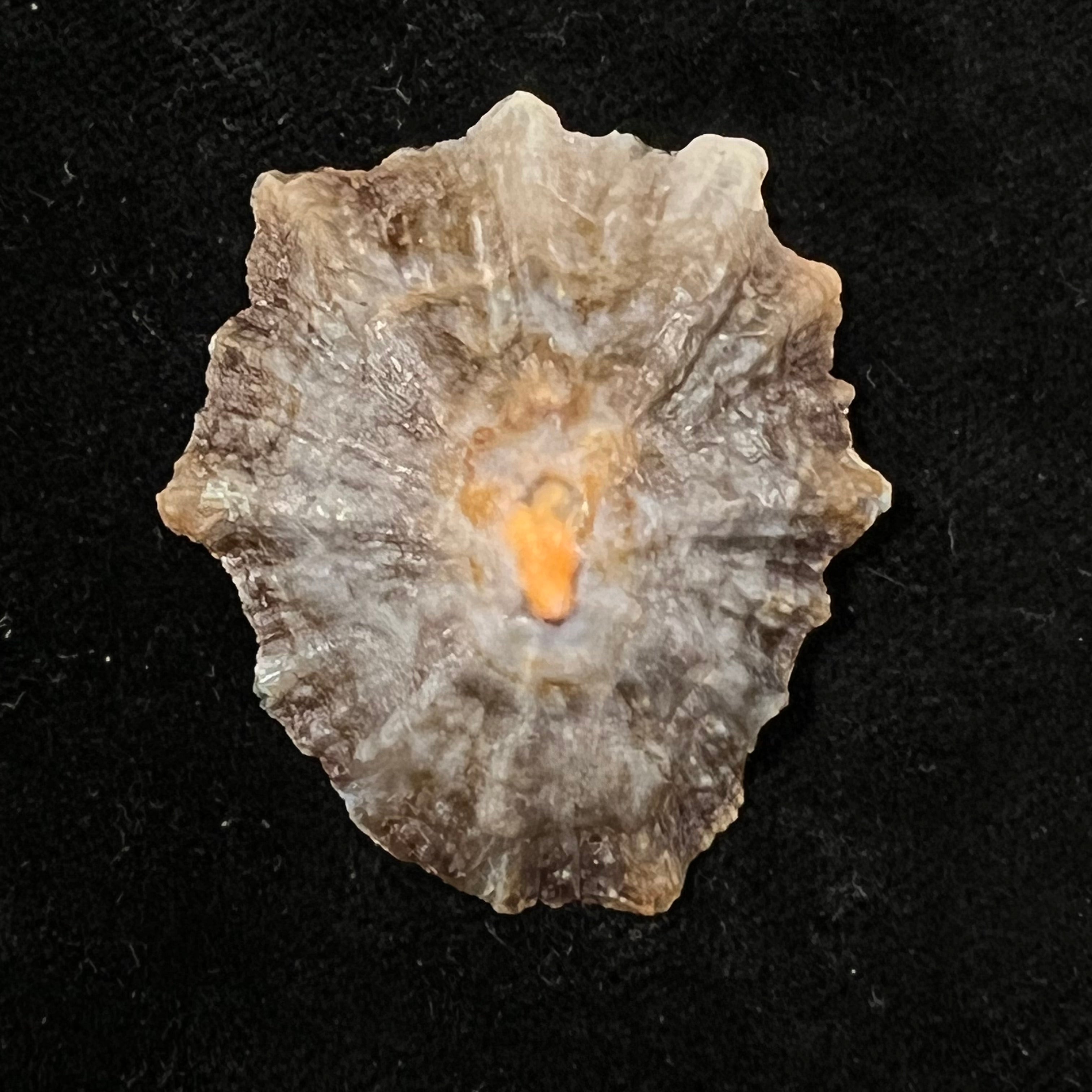 Patella tenuis Gmelin, 1791 - 41,7mm