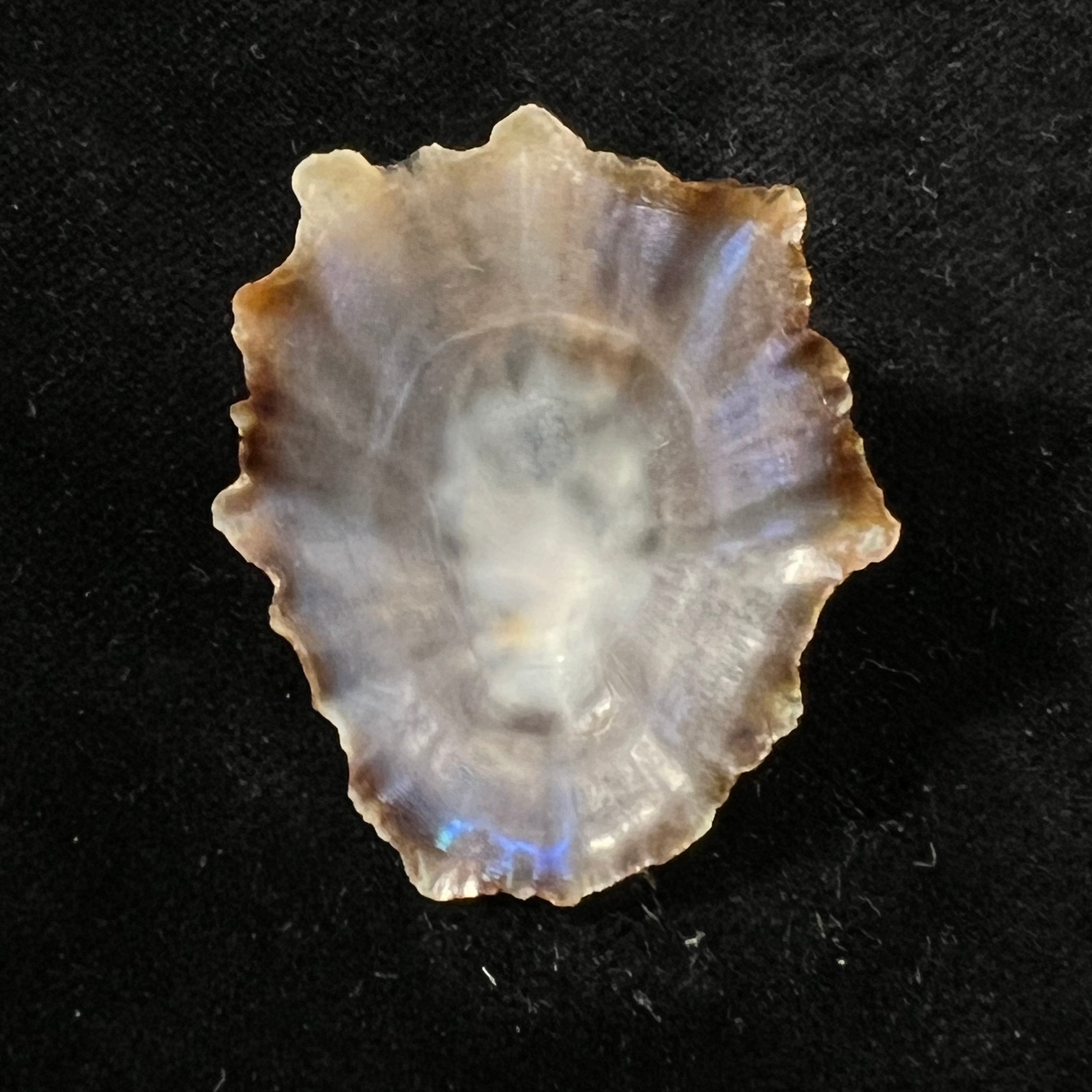 Patella tenuis Gmelin, 1791 - 41,7mm