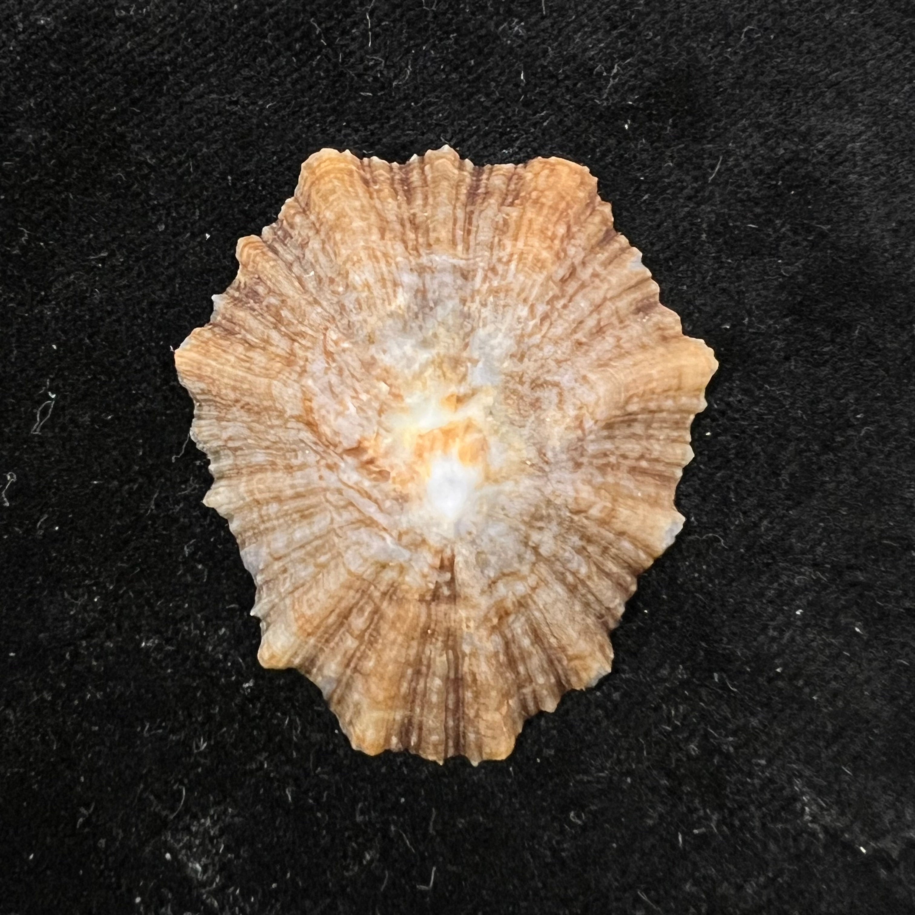 Patella tenuis Gmelin, 1791 - 44mm