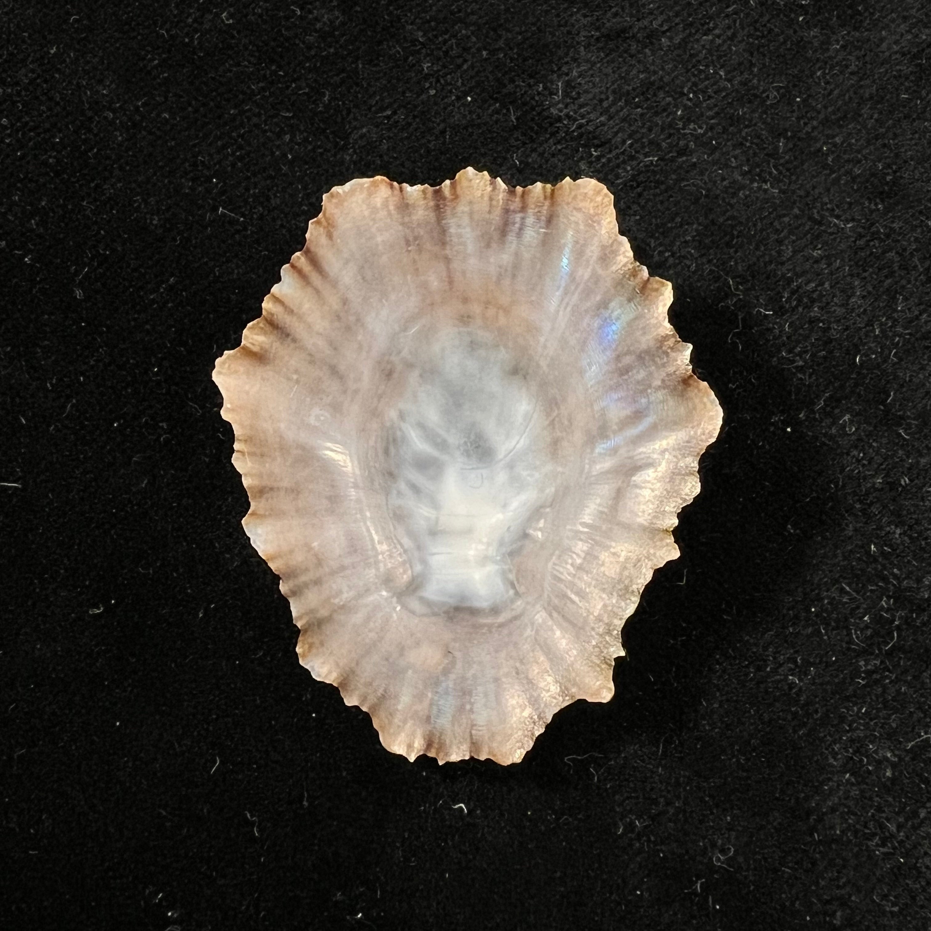 Patella tenuis Gmelin, 1791 - 44mm