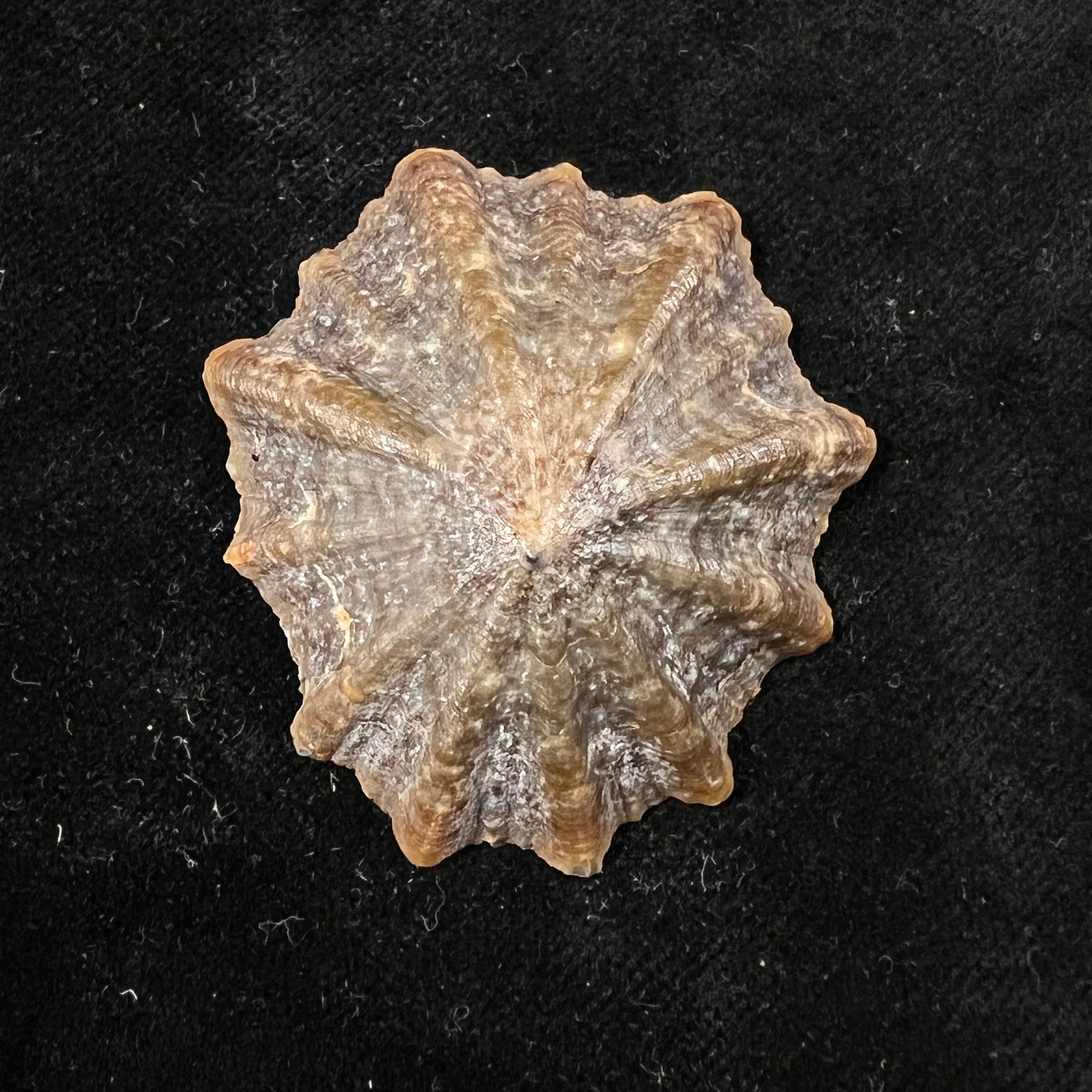 Patella tenuis Gmelin, 1791 - 49,6mm