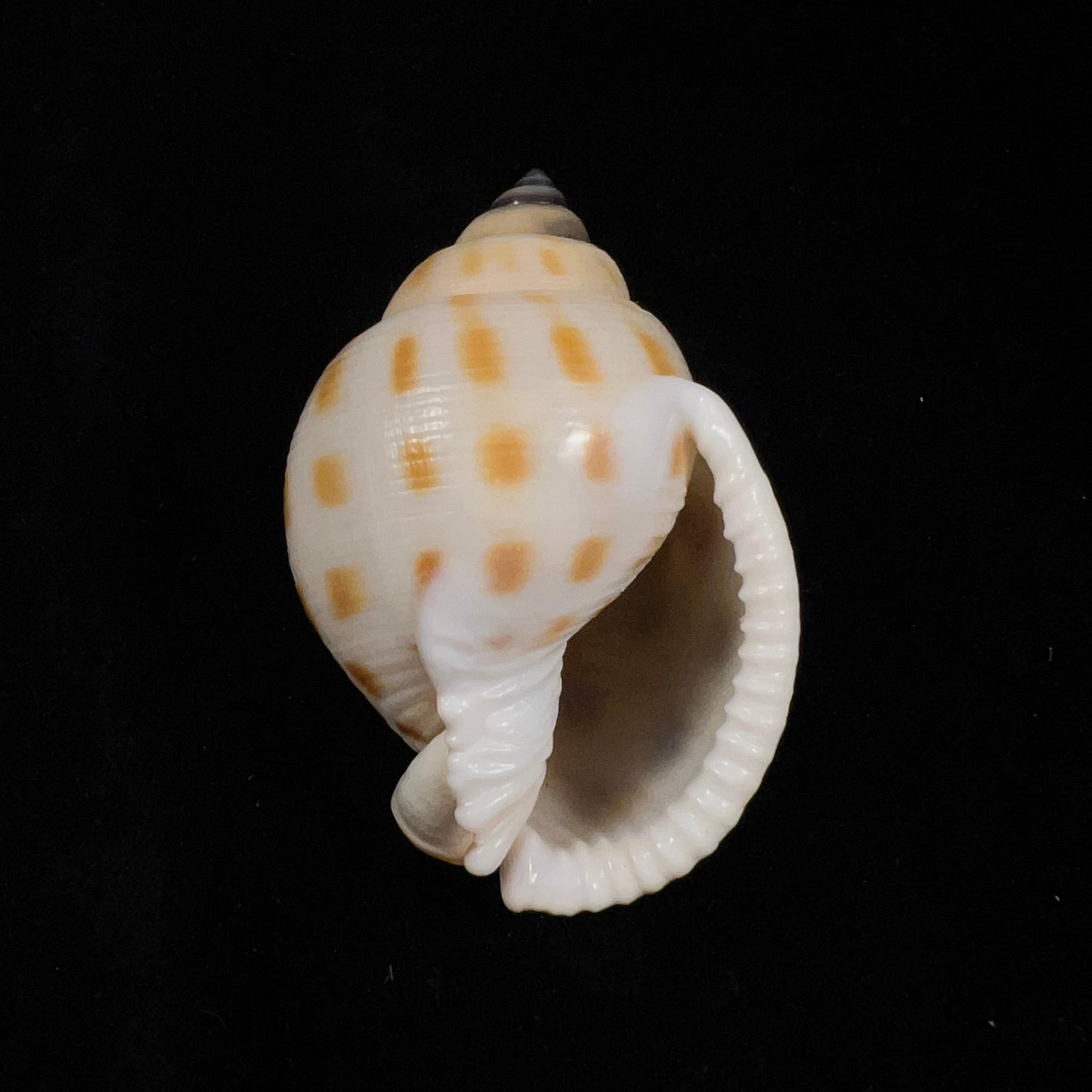 Semicassis bisulcata (Schubert & J. A. Wagner, 1829) - 66,9mm