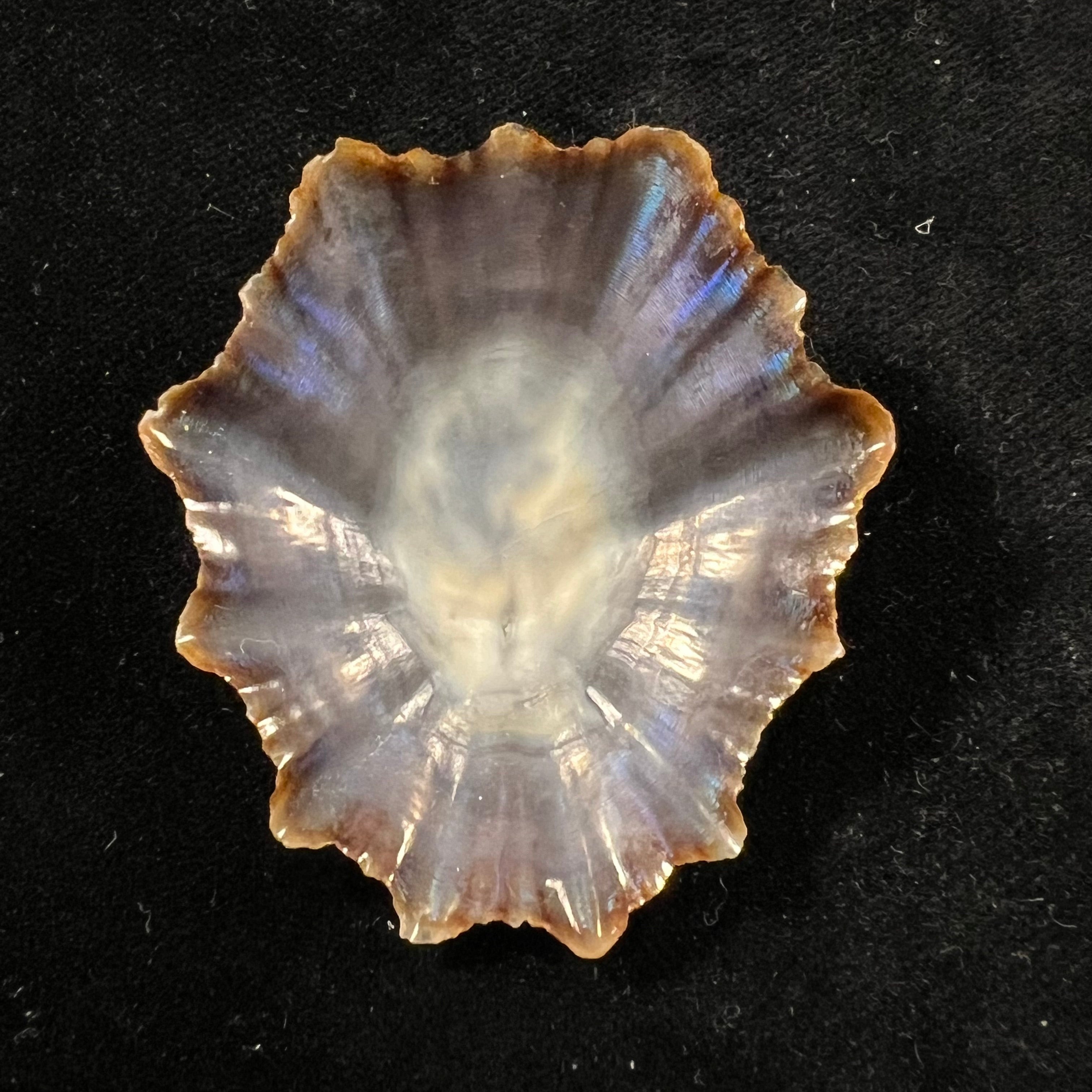 Patella tenuis Gmelin, 1791 - 49,6mm