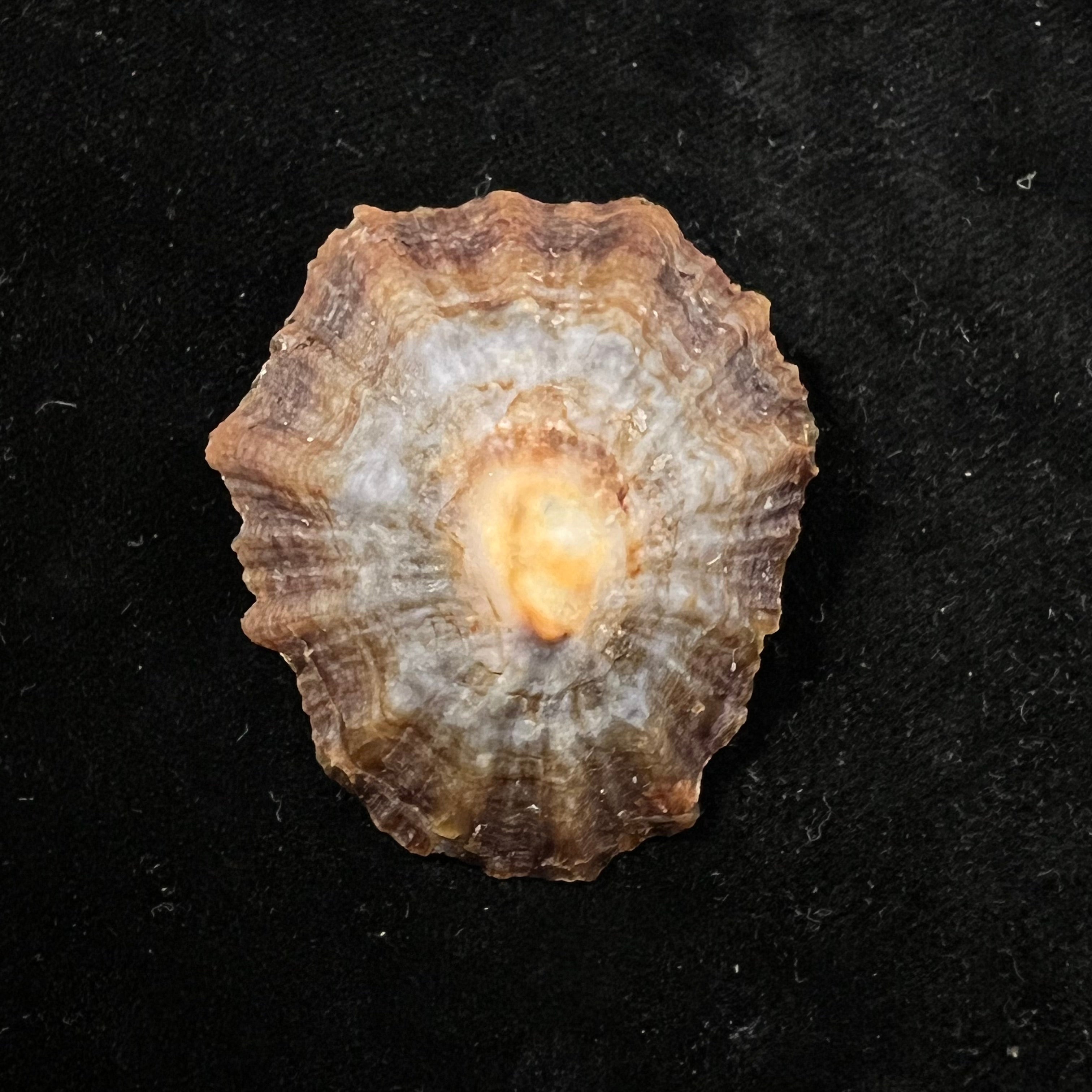 Patella tenuis Gmelin, 1791 - 46,7mm