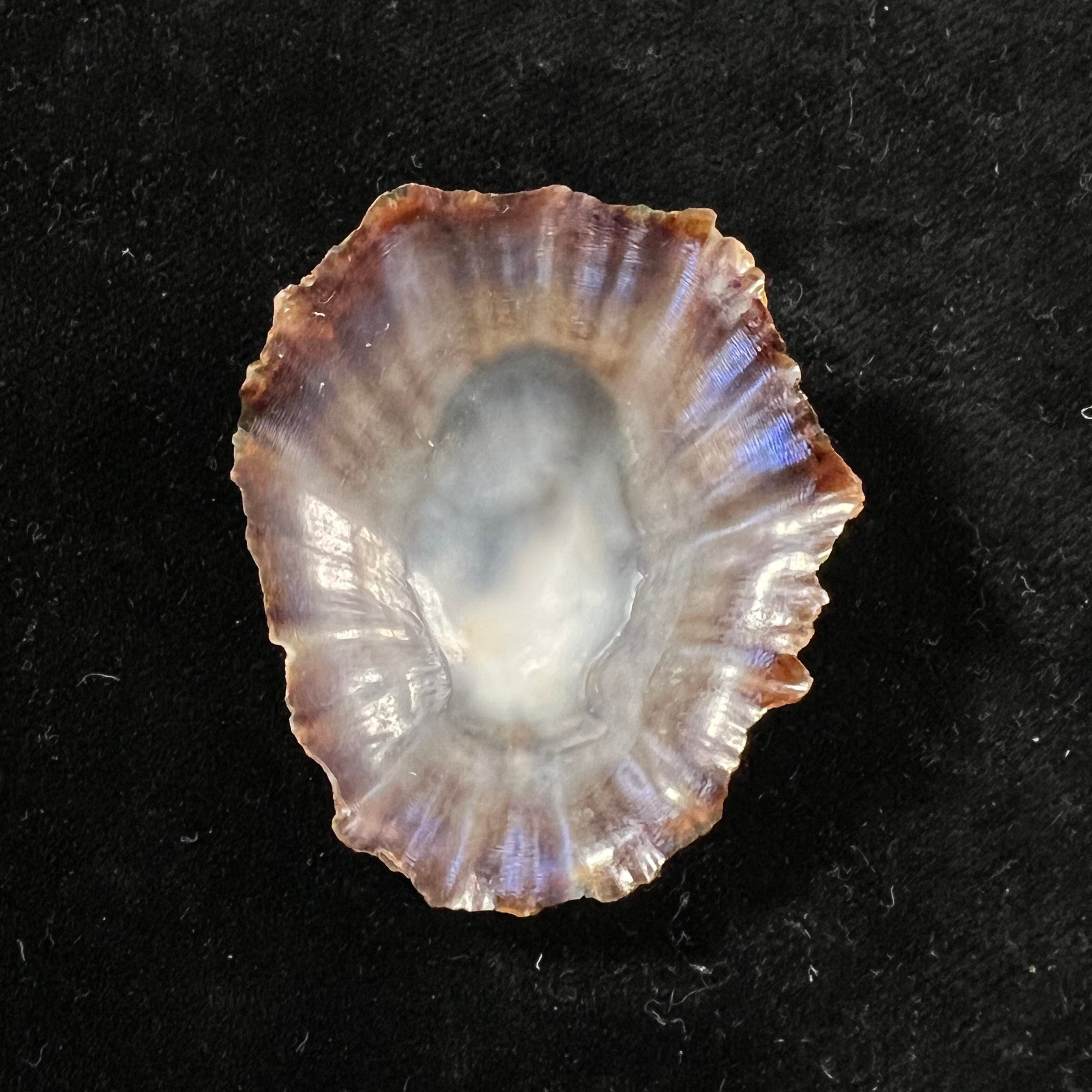 Patella tenuis Gmelin, 1791 - 46,7mm