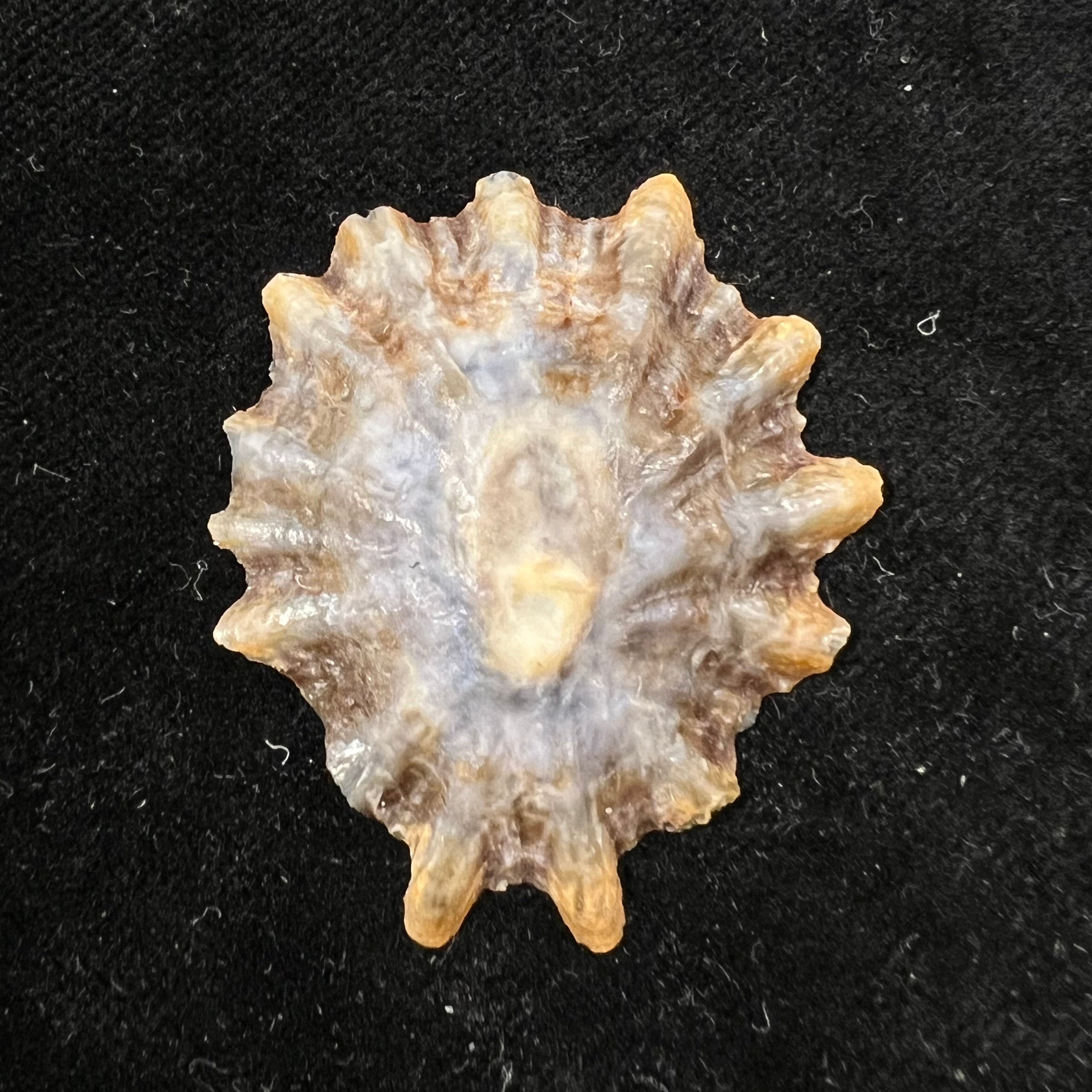 Patella tenuis Gmelin, 1791 - 44,8mm