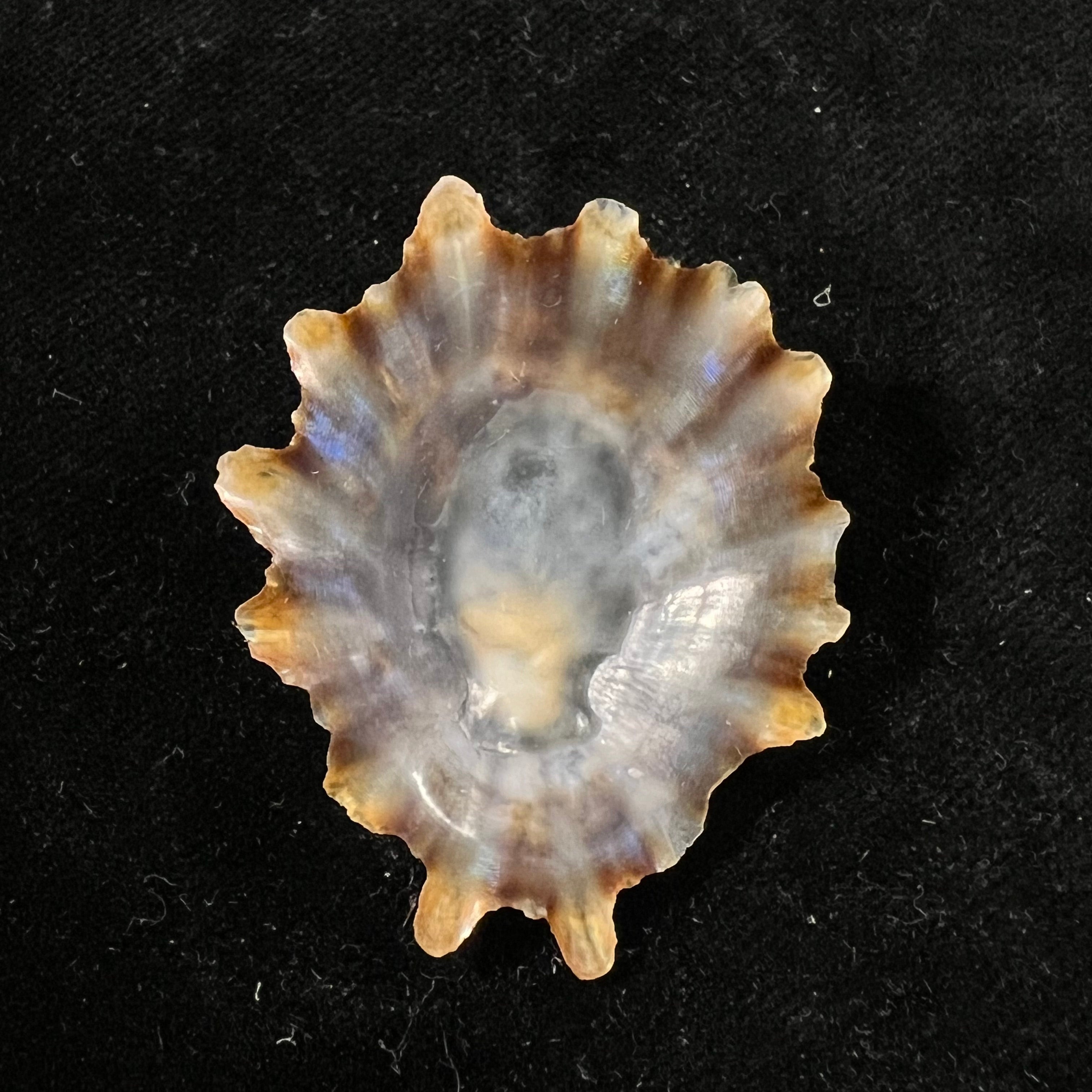 Patella tenuis Gmelin, 1791 - 44,8mm