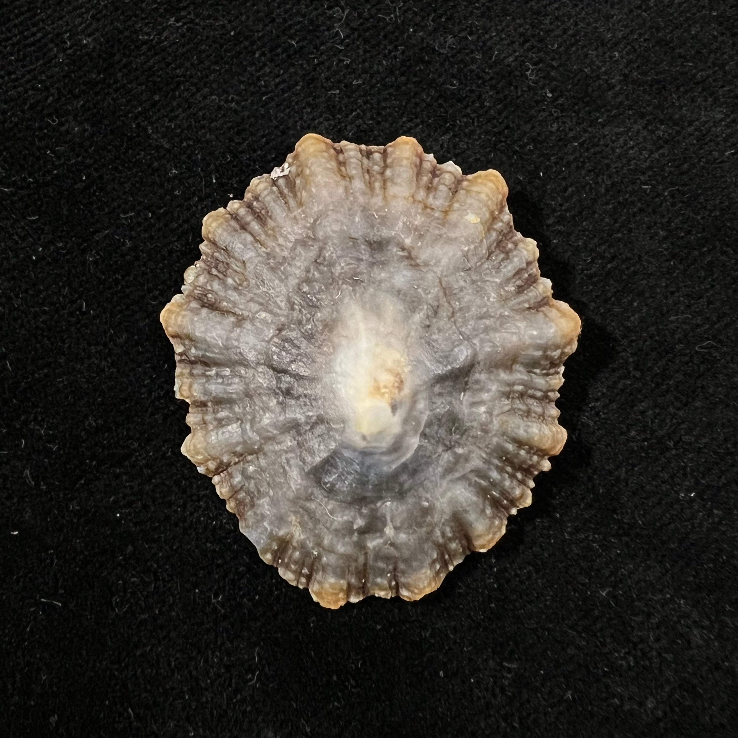 Patella tenuis Gmelin, 1791 - 42,2mm