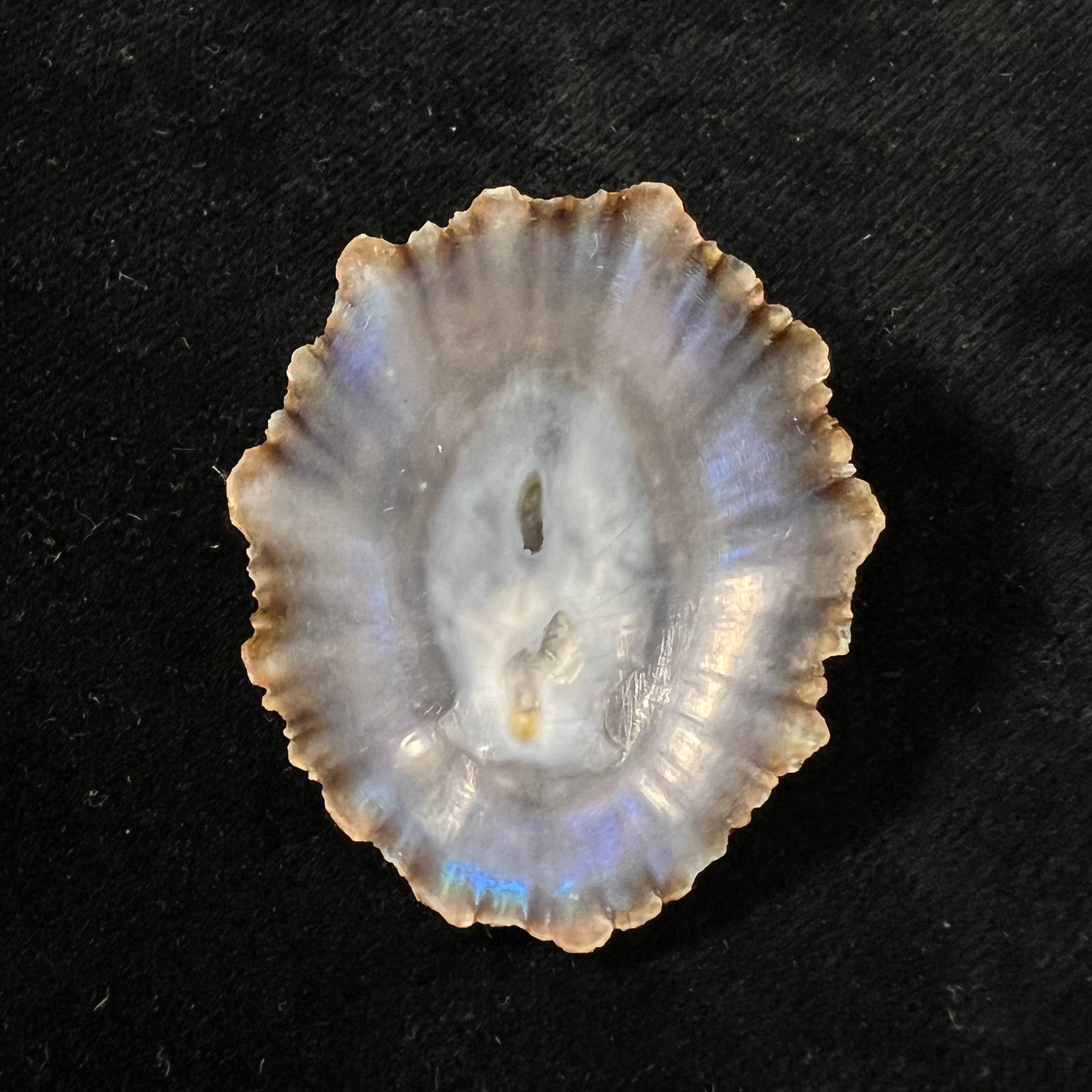 Patella tenuis Gmelin, 1791 - 42,2mm