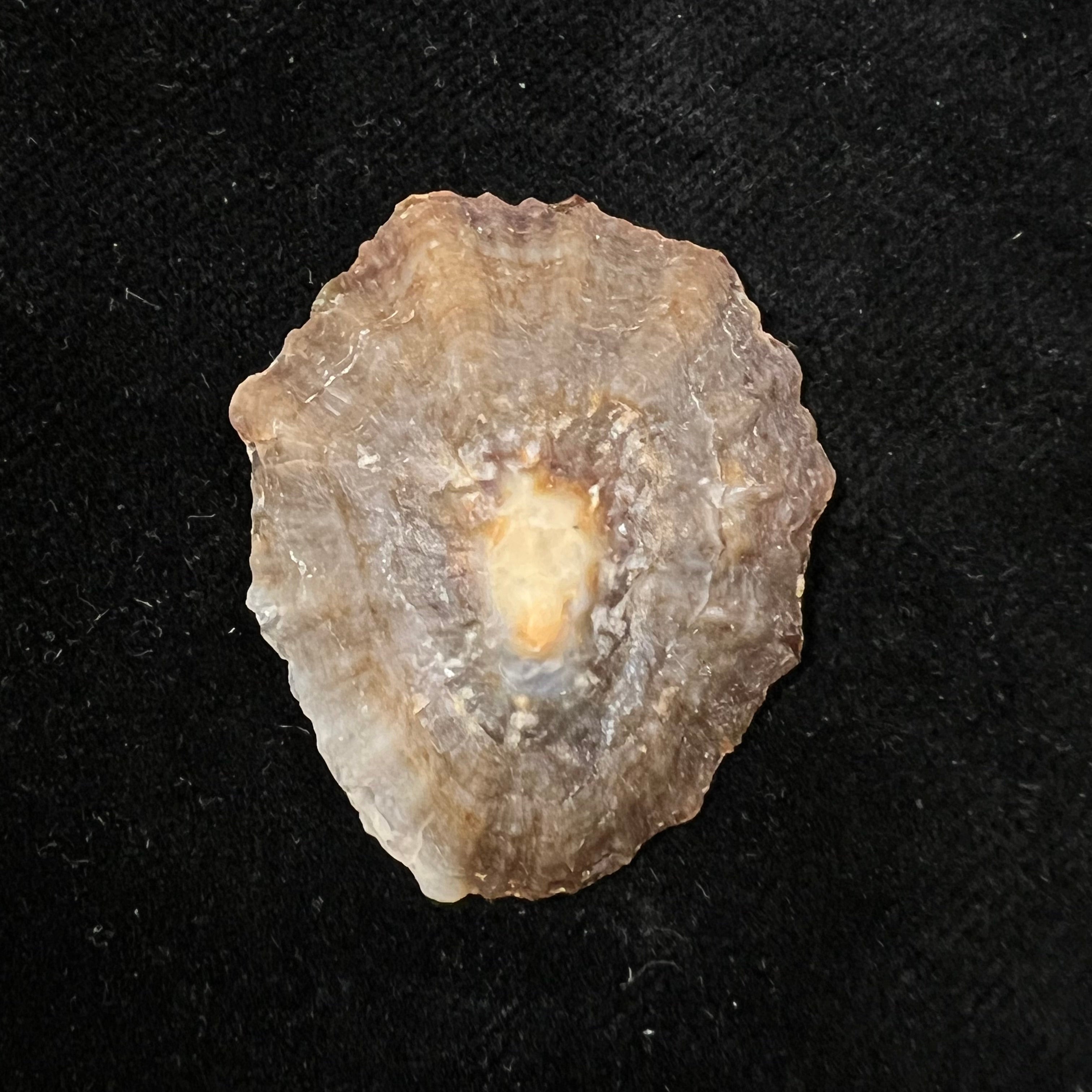 Patella tenuis Gmelin, 1791 - 39,6mm