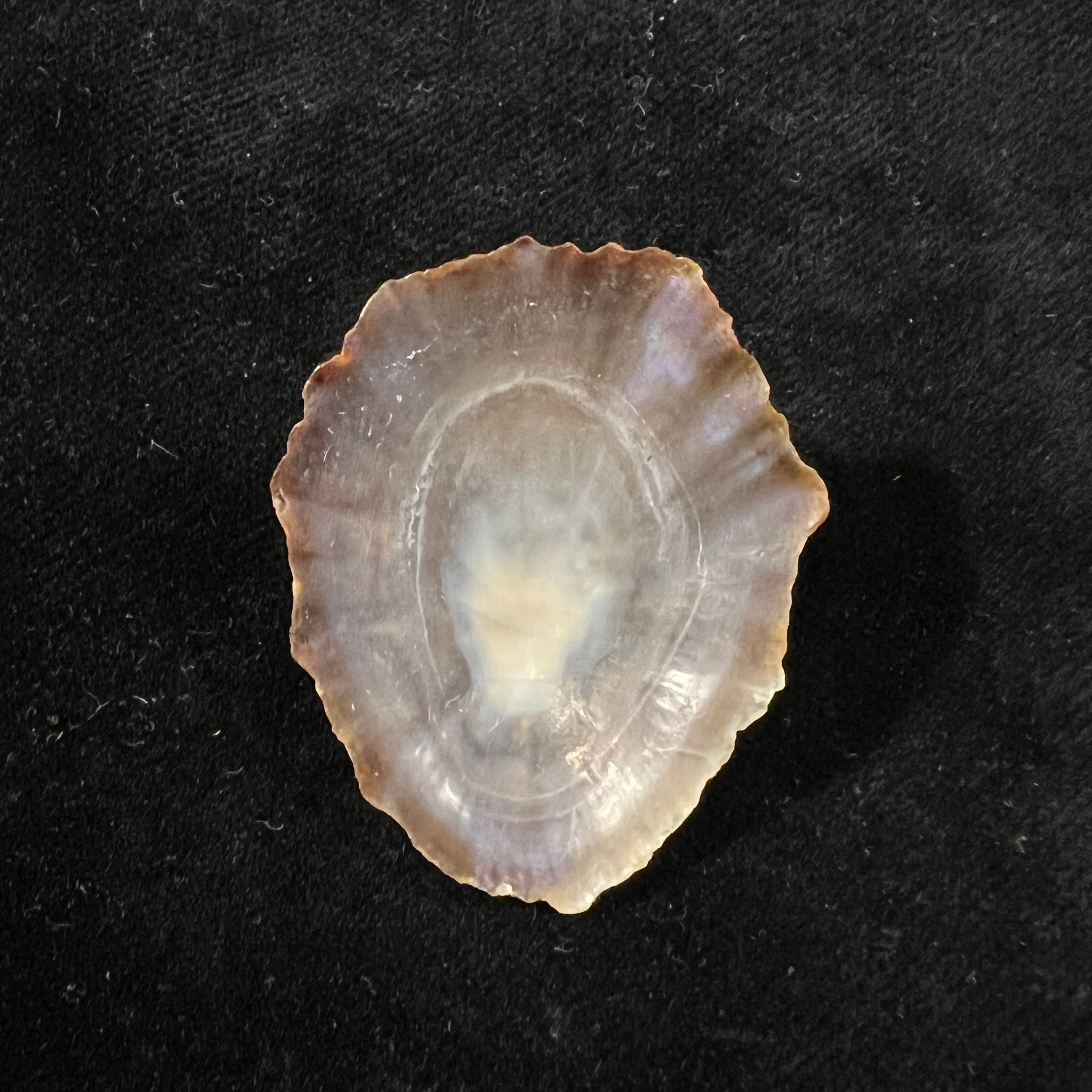 Patella tenuis Gmelin, 1791 - 39,6mm