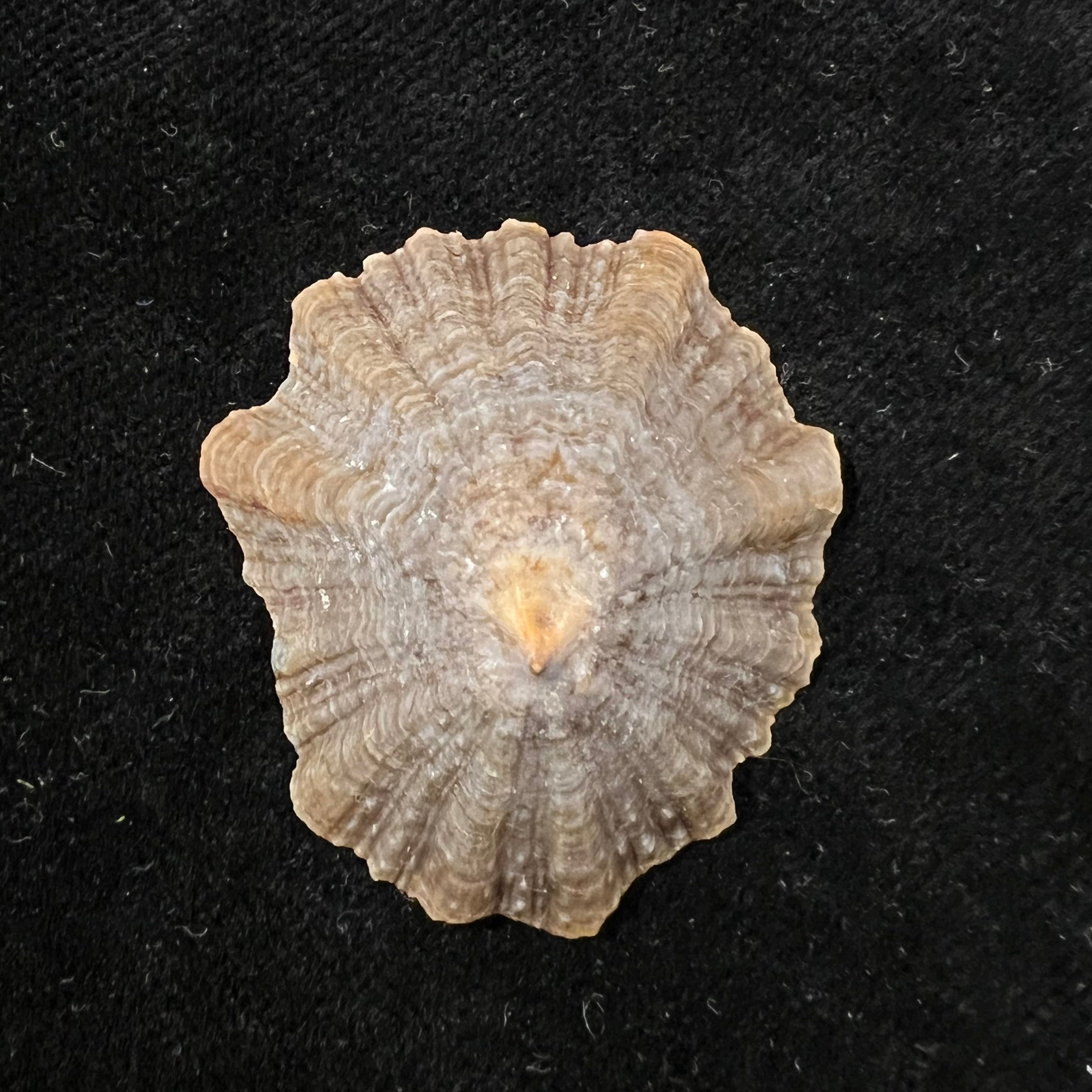 Patella tenuis Gmelin, 1791 - 39,4mm