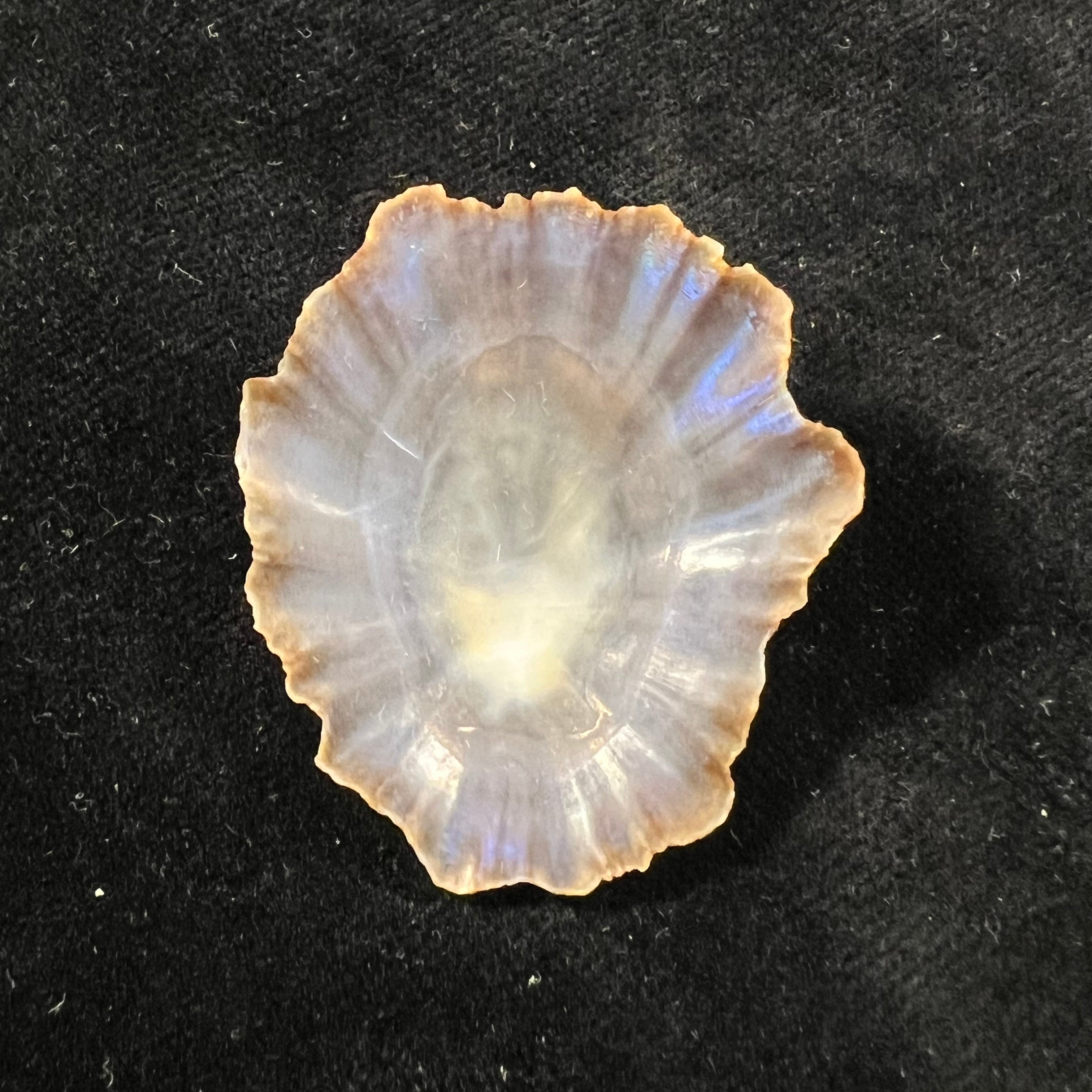 Patella tenuis Gmelin, 1791 - 39,4mm