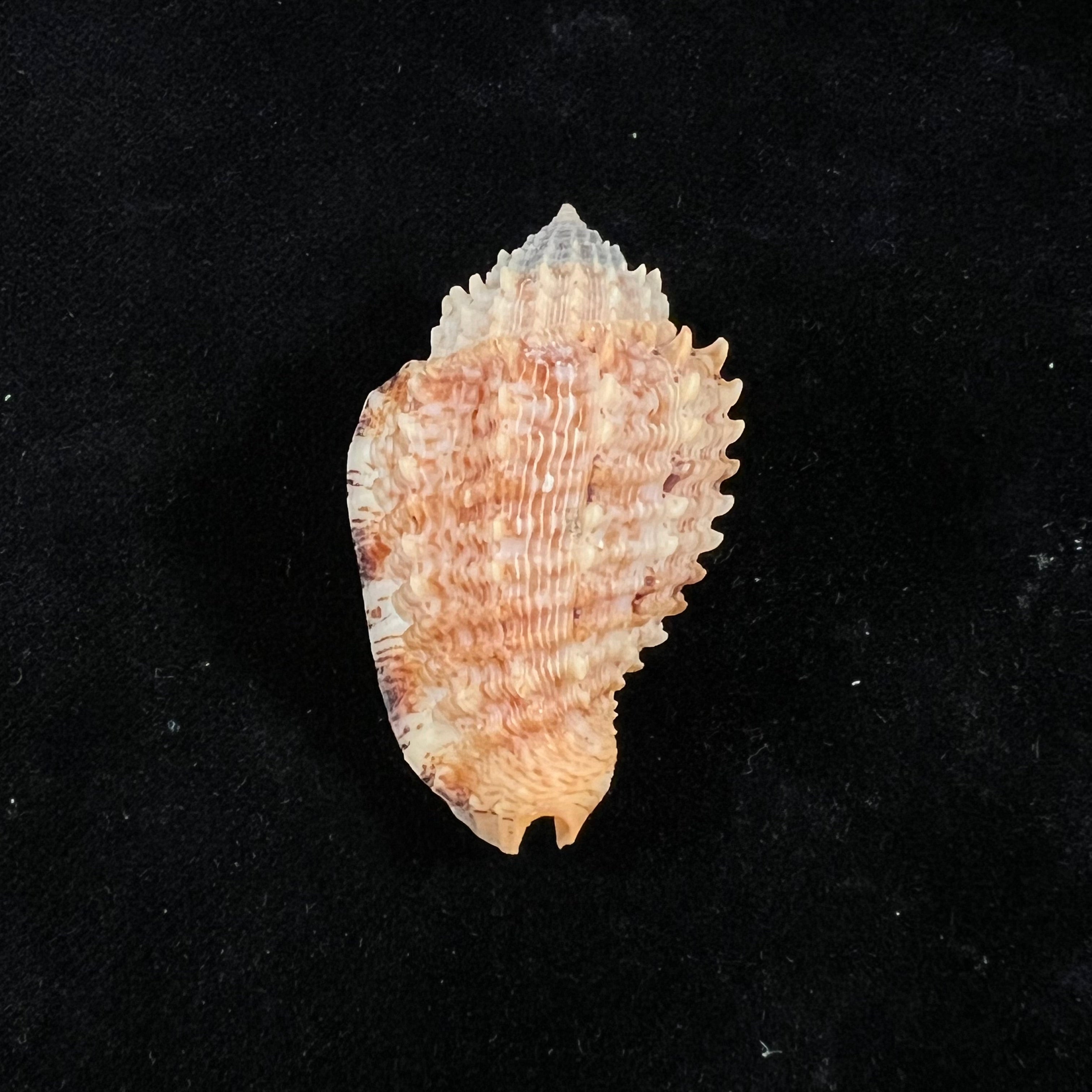 Morum watanabei Kosuge, 1981 - 34,9mm