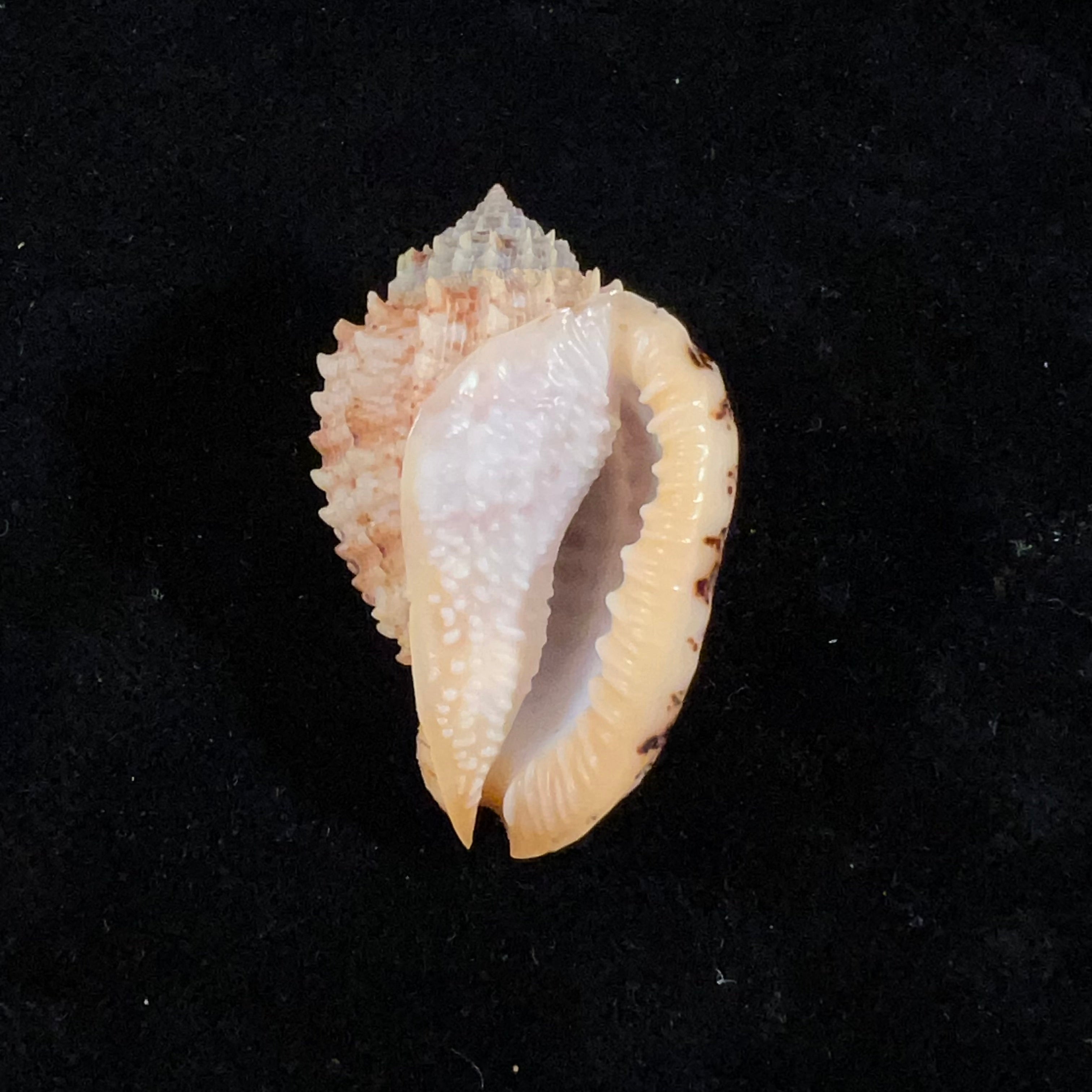 Morum watanabei Kosuge, 1981 - 34,9mm