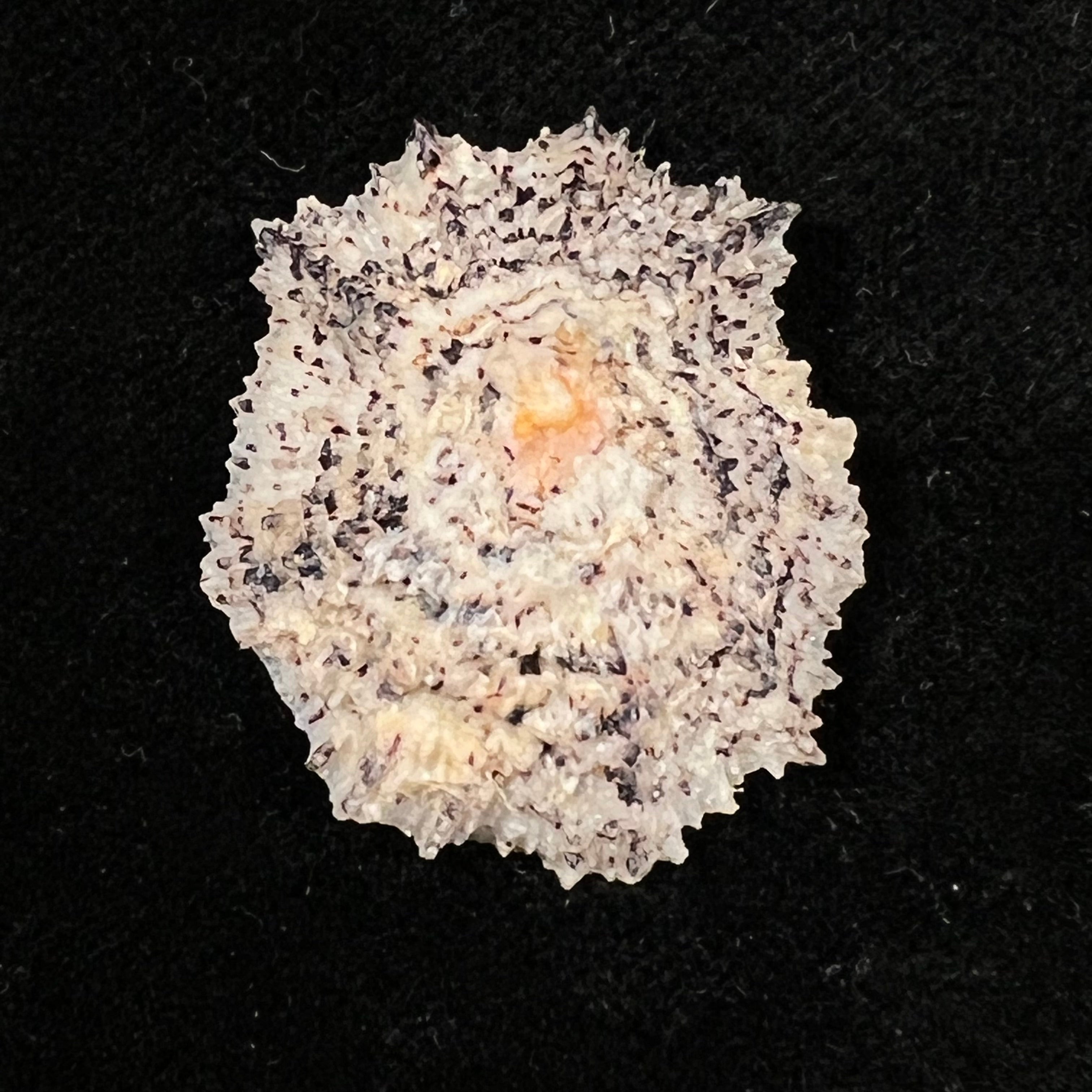 Scutellastra flexuosa (Quoy & Gaimard, 1834) - 30,5mm