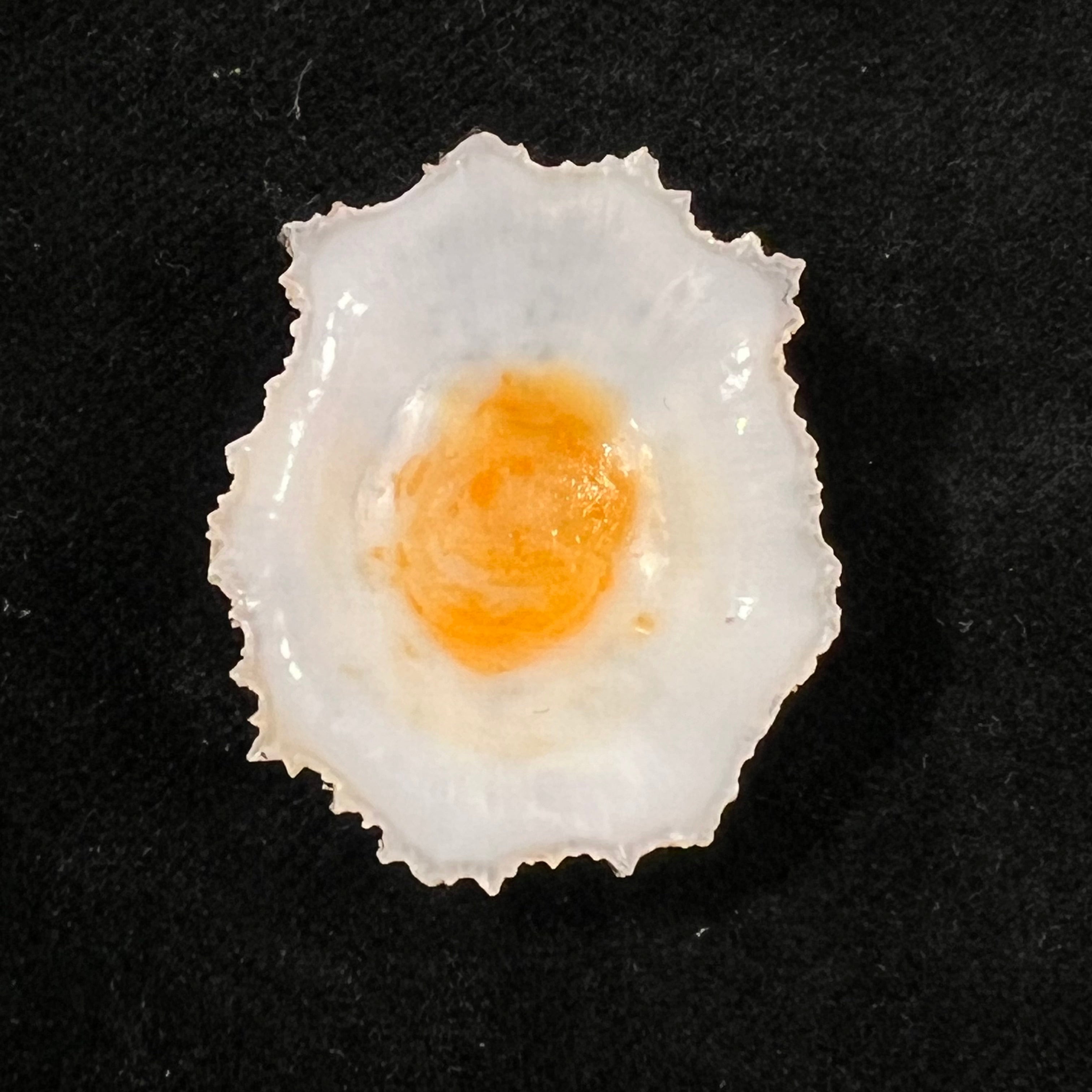 Scutellastra flexuosa (Quoy & Gaimard, 1834) - 30,5mm