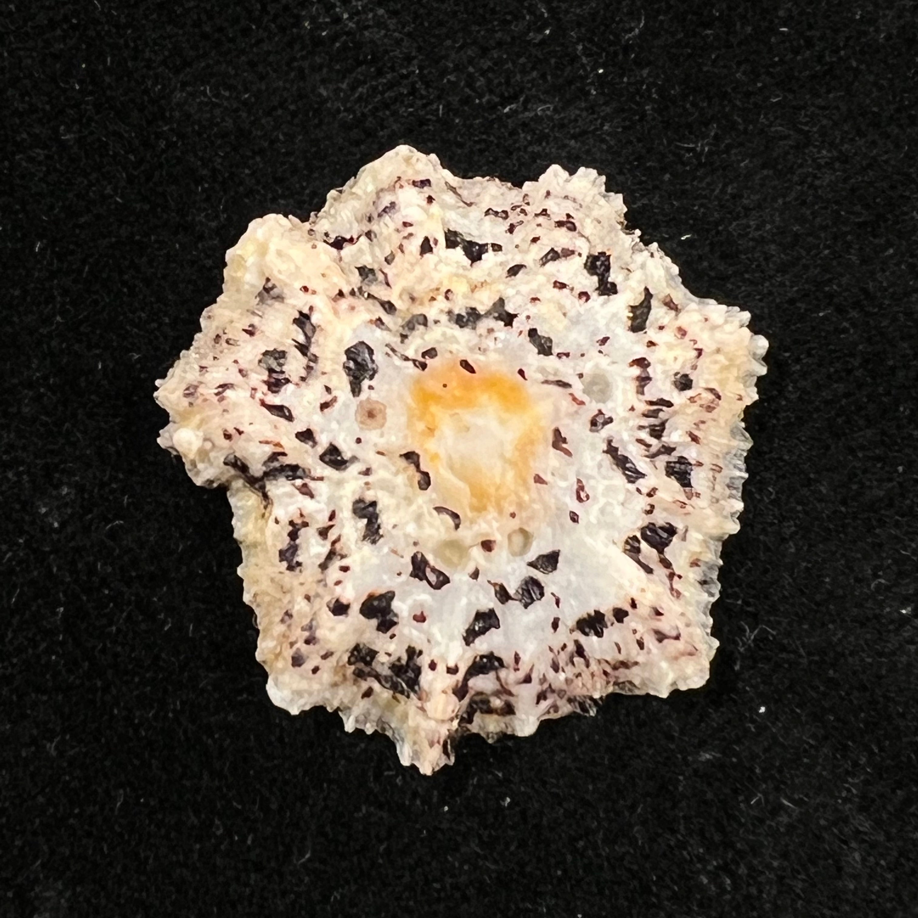 Scutellastra flexuosa (Quoy & Gaimard, 1834) - 29,5mm