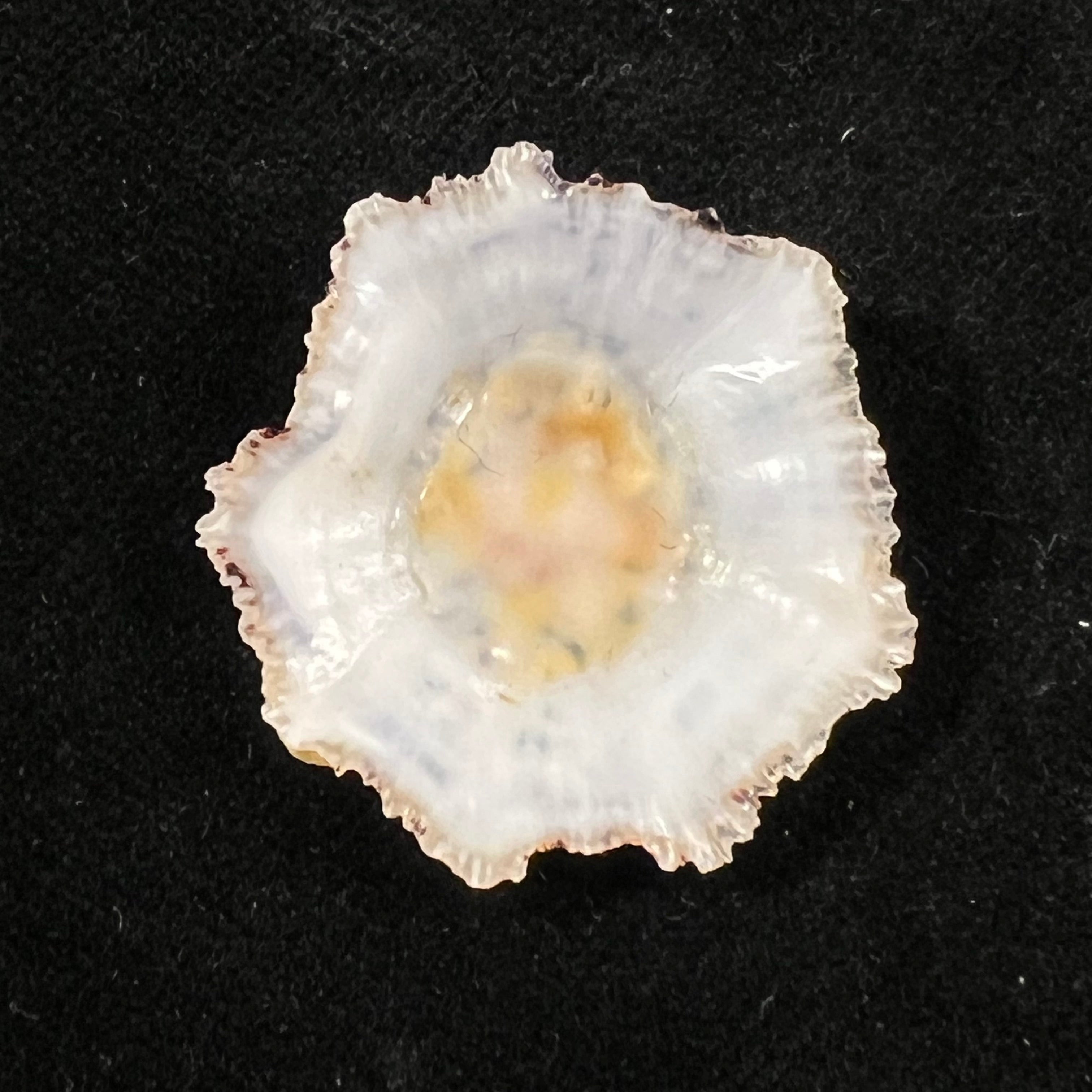 Scutellastra flexuosa (Quoy & Gaimard, 1834) - 29,5mm