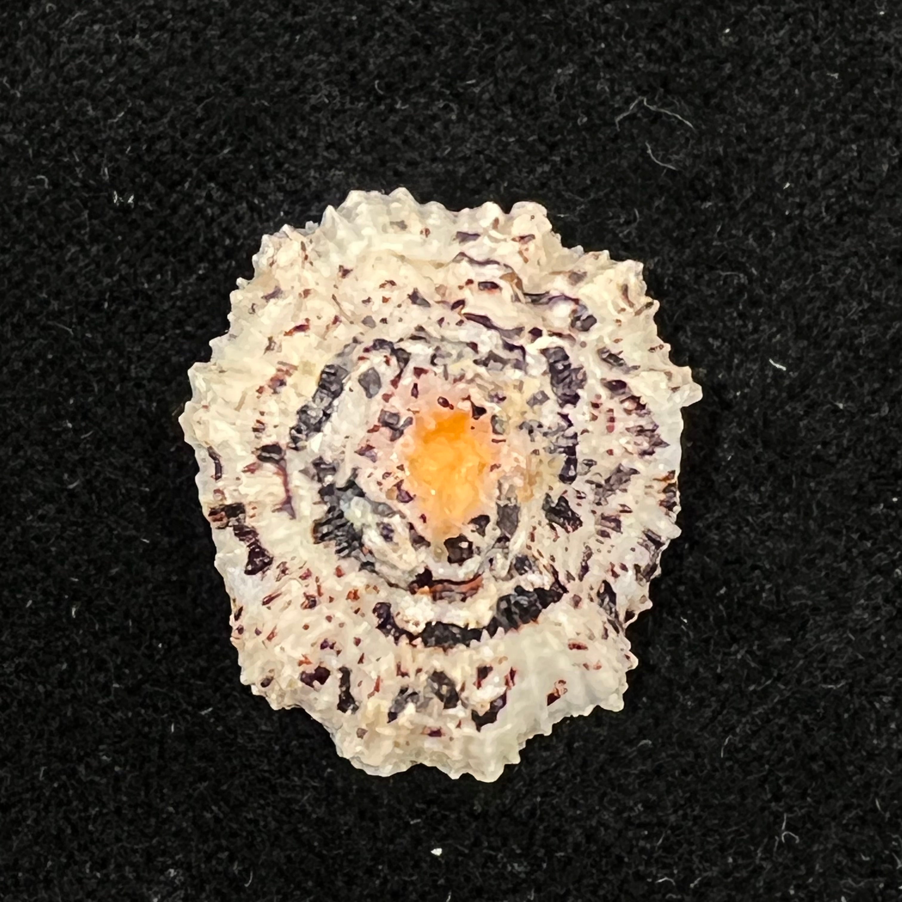 Scutellastra flexuosa (Quoy & Gaimard, 1834) - 27,4mm