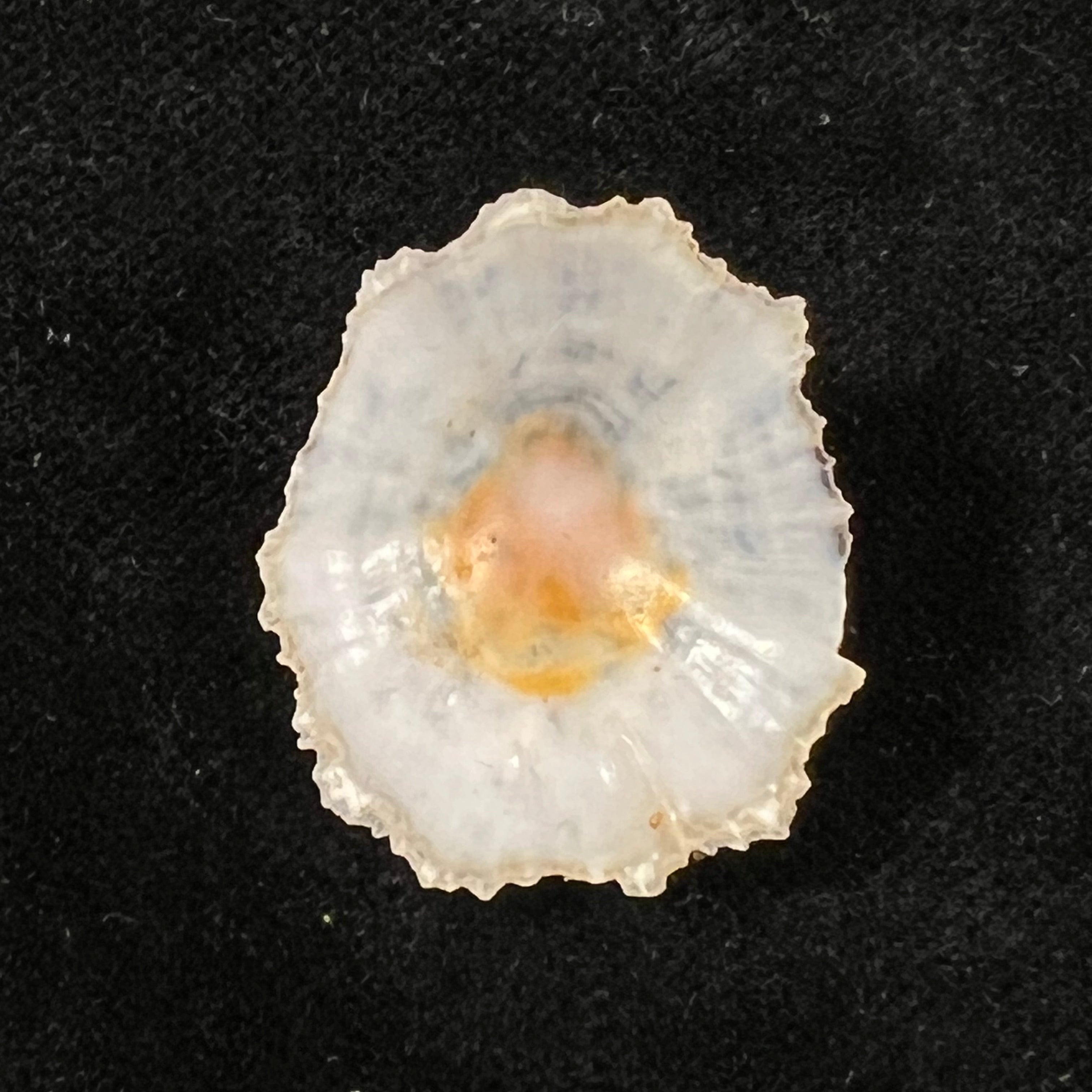 Scutellastra flexuosa (Quoy & Gaimard, 1834) - 27,4mm