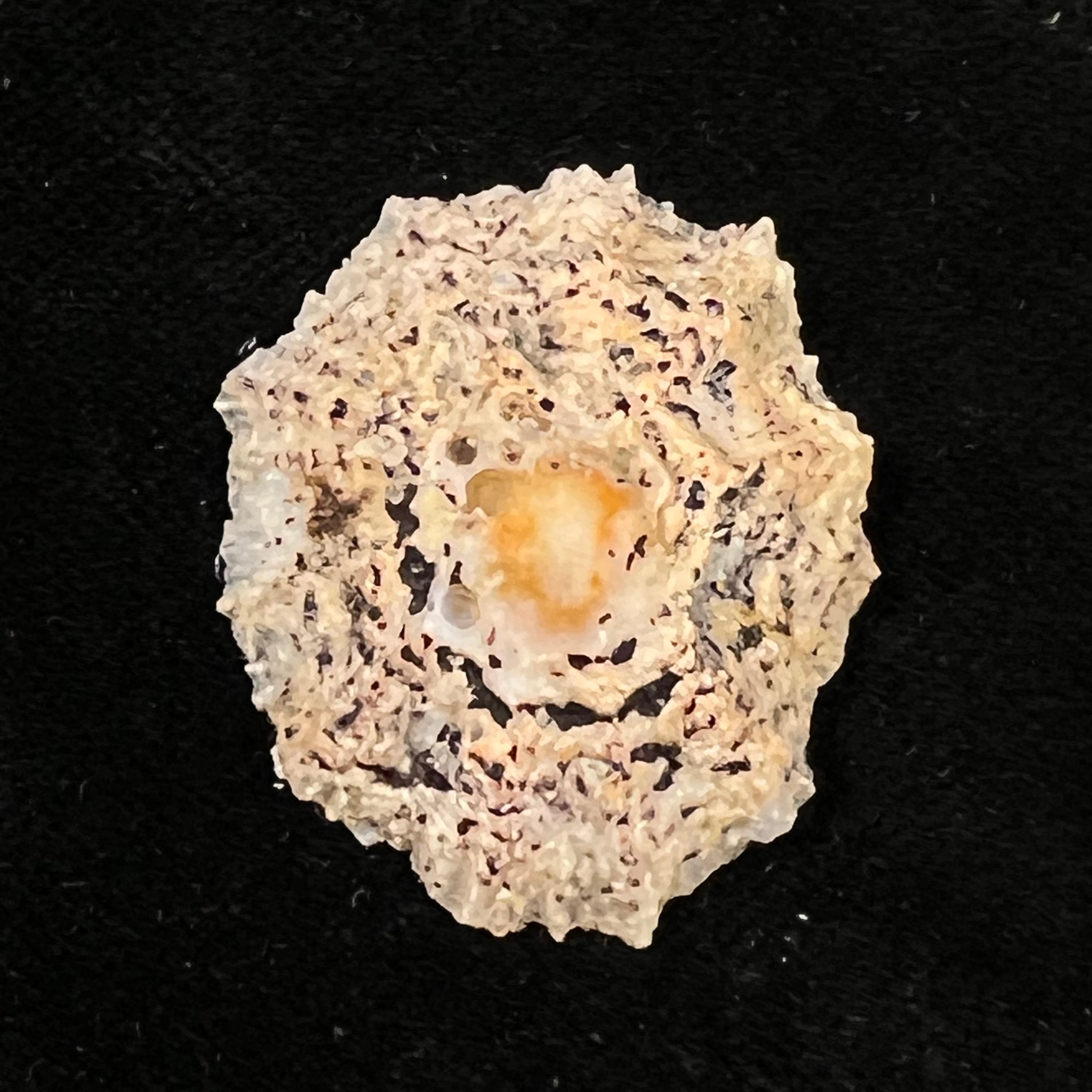 Scutellastra flexuosa (Quoy & Gaimard, 1834) - 32,9mm