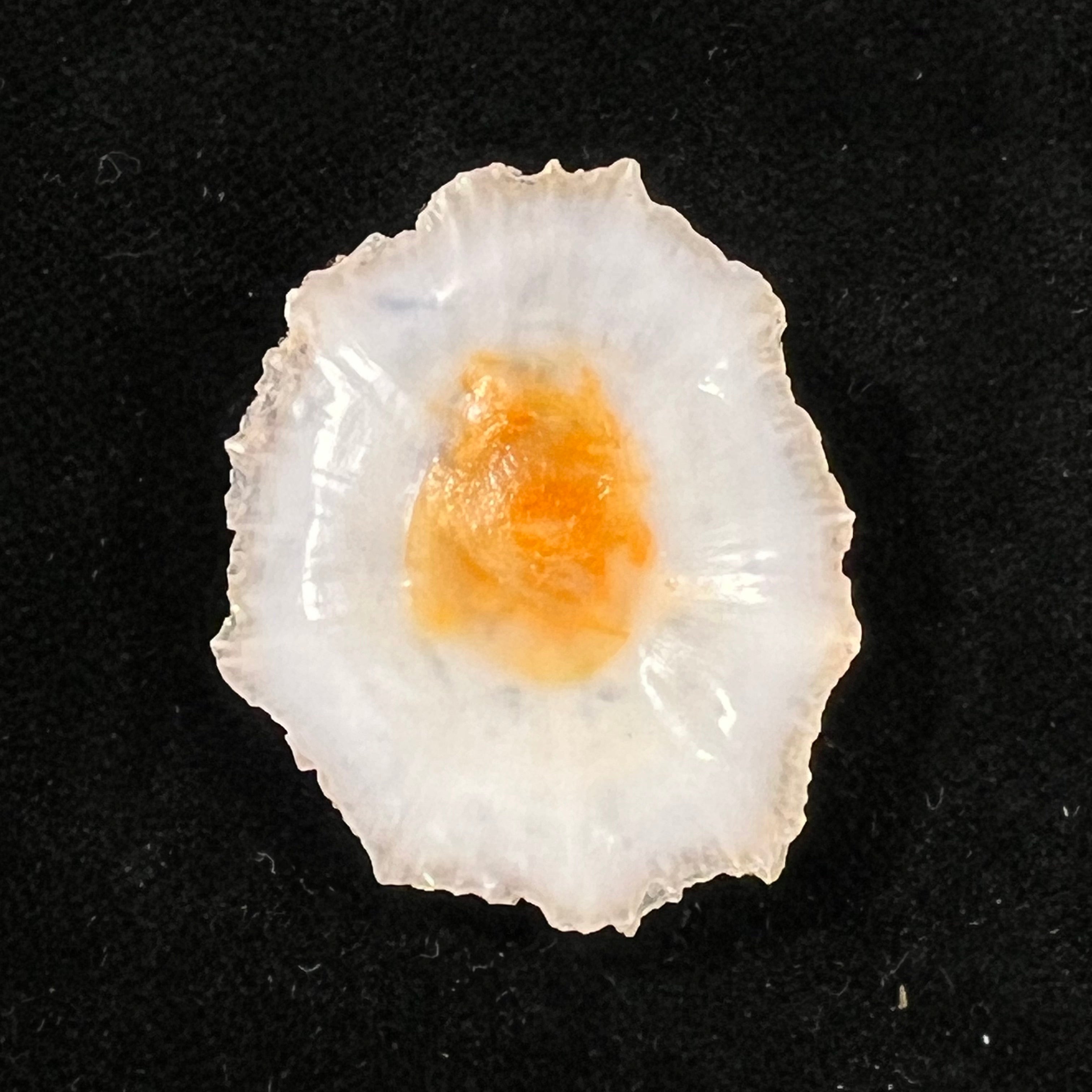 Scutellastra flexuosa (Quoy & Gaimard, 1834) - 32,9mm