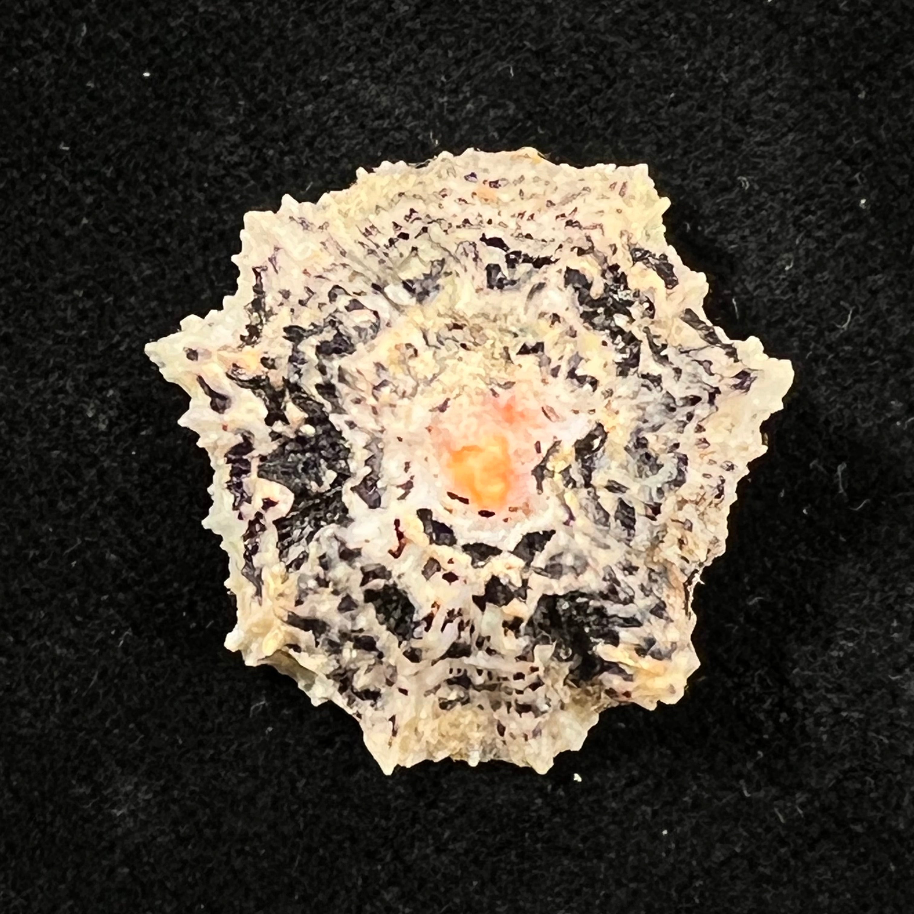 Scutellastra flexuosa (Quoy & Gaimard, 1834) - 29,6mm