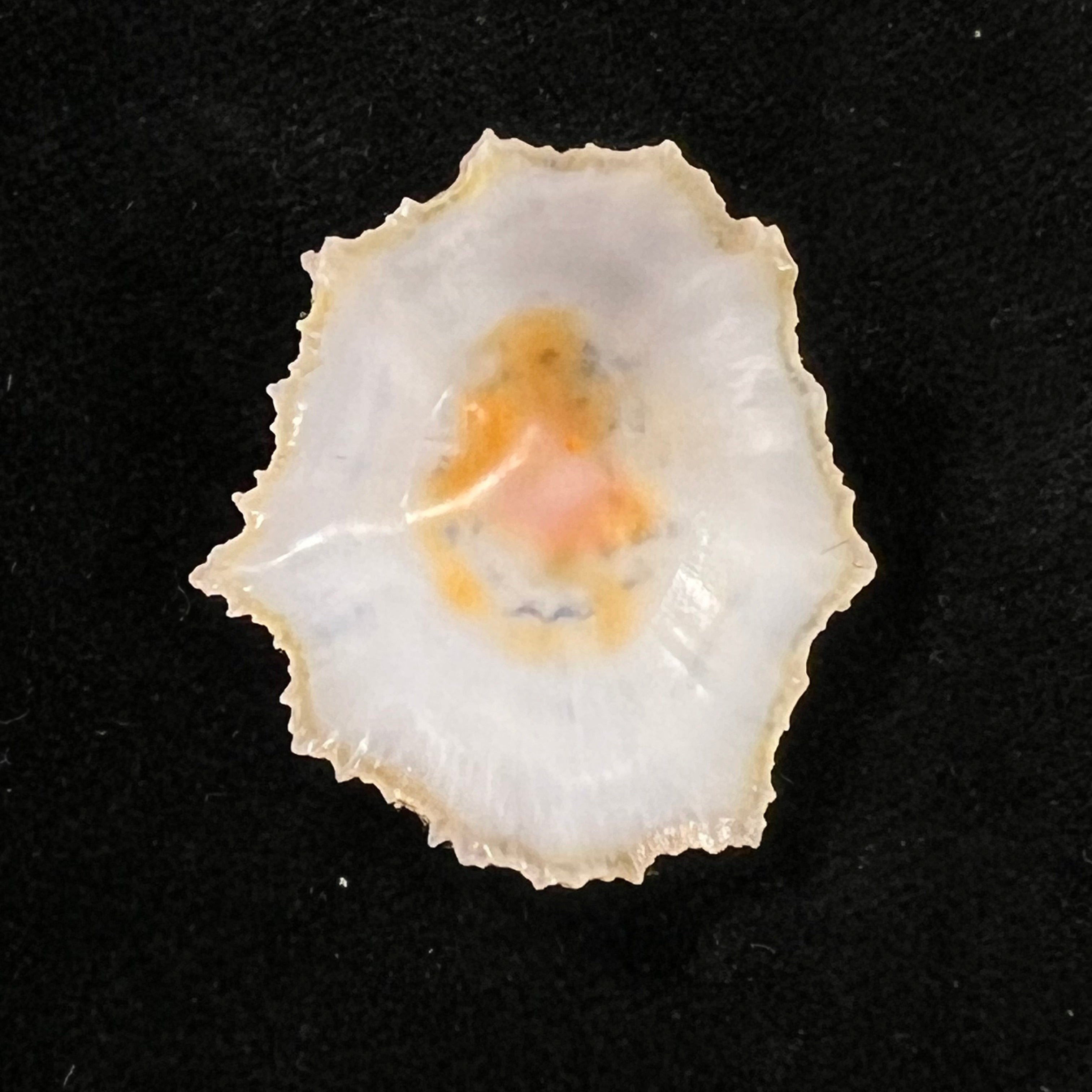 Scutellastra flexuosa (Quoy & Gaimard, 1834) - 29,6mm