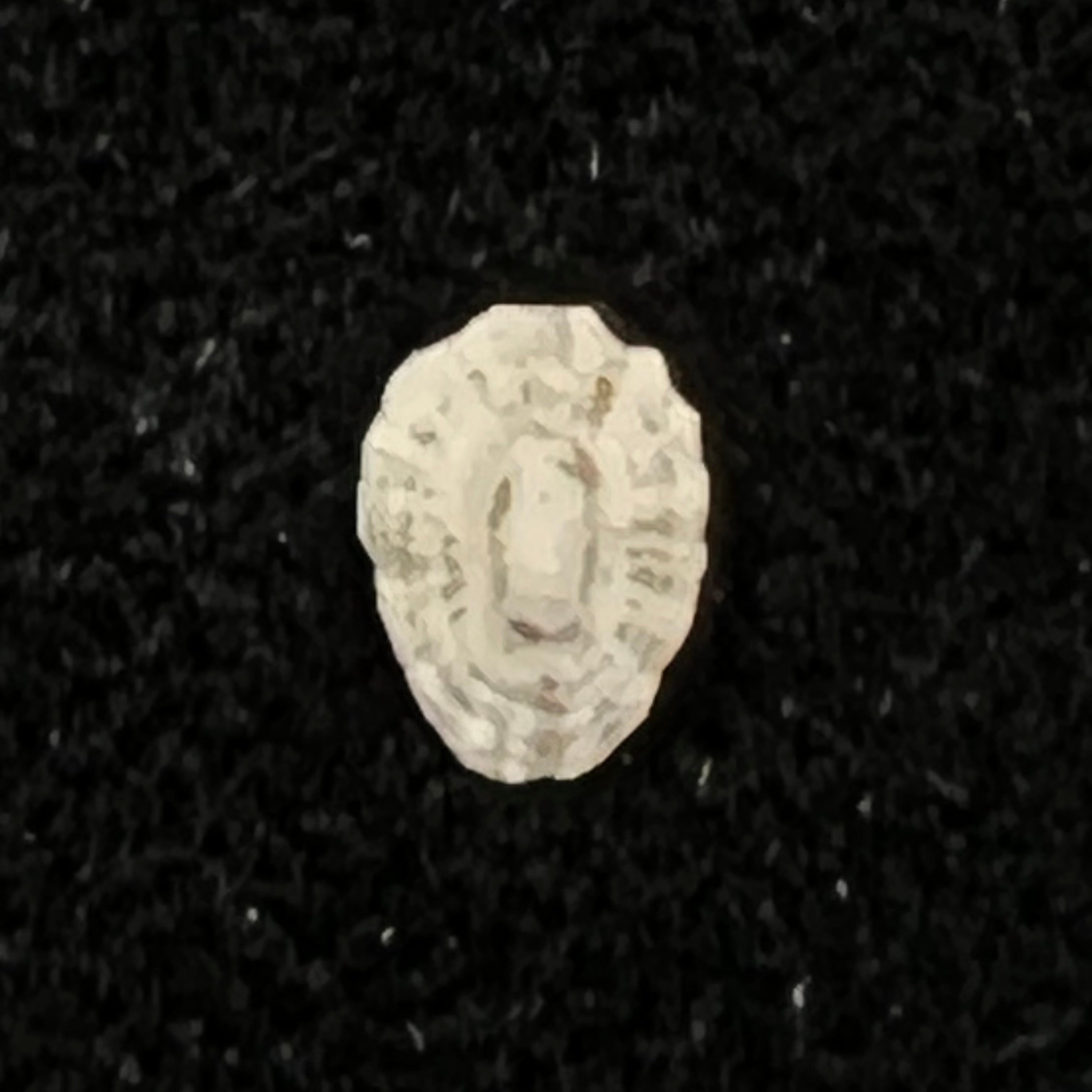 Lottia marcusi (Righi, 1966) - 5,9mm