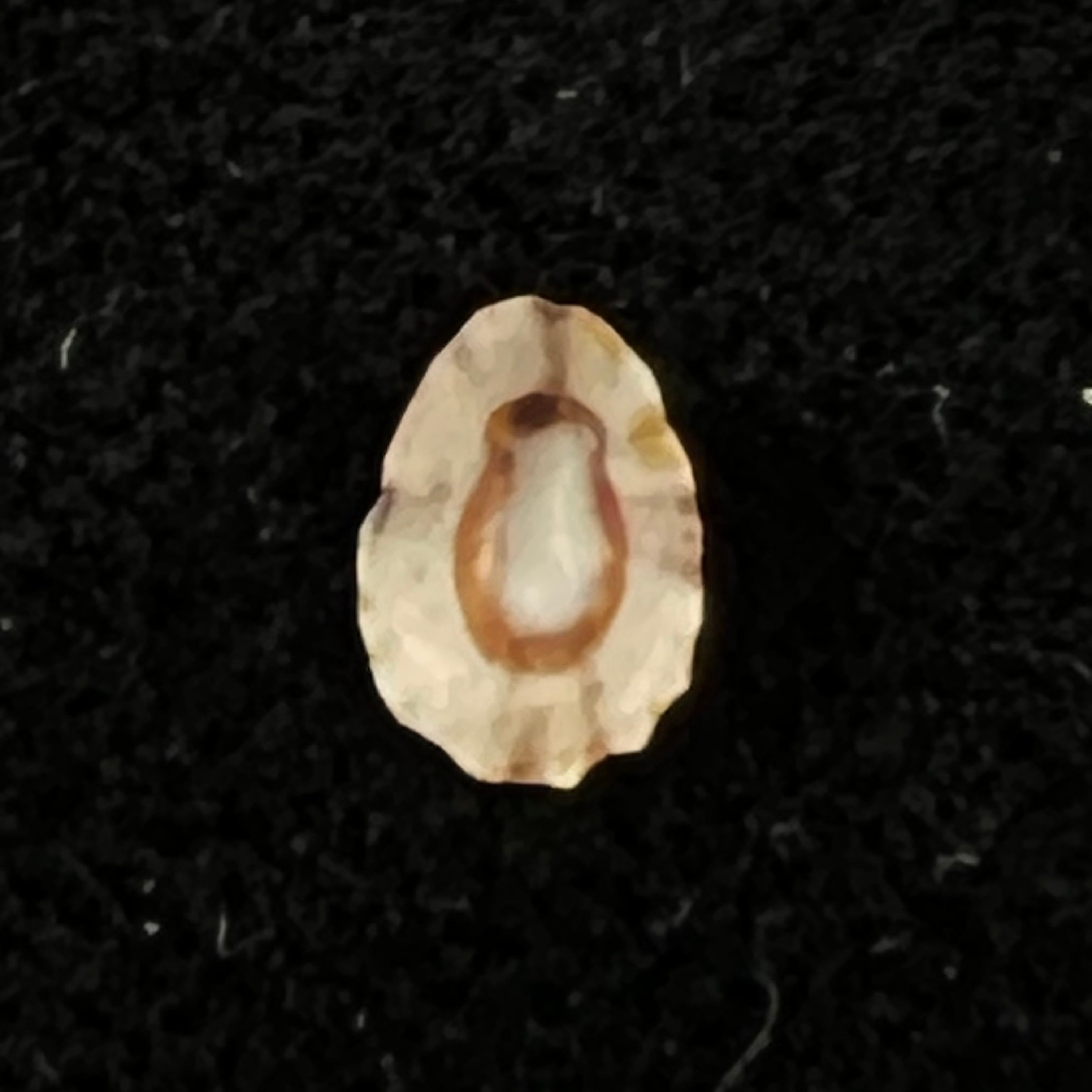Lottia marcusi (Righi, 1966) - 5,9mm