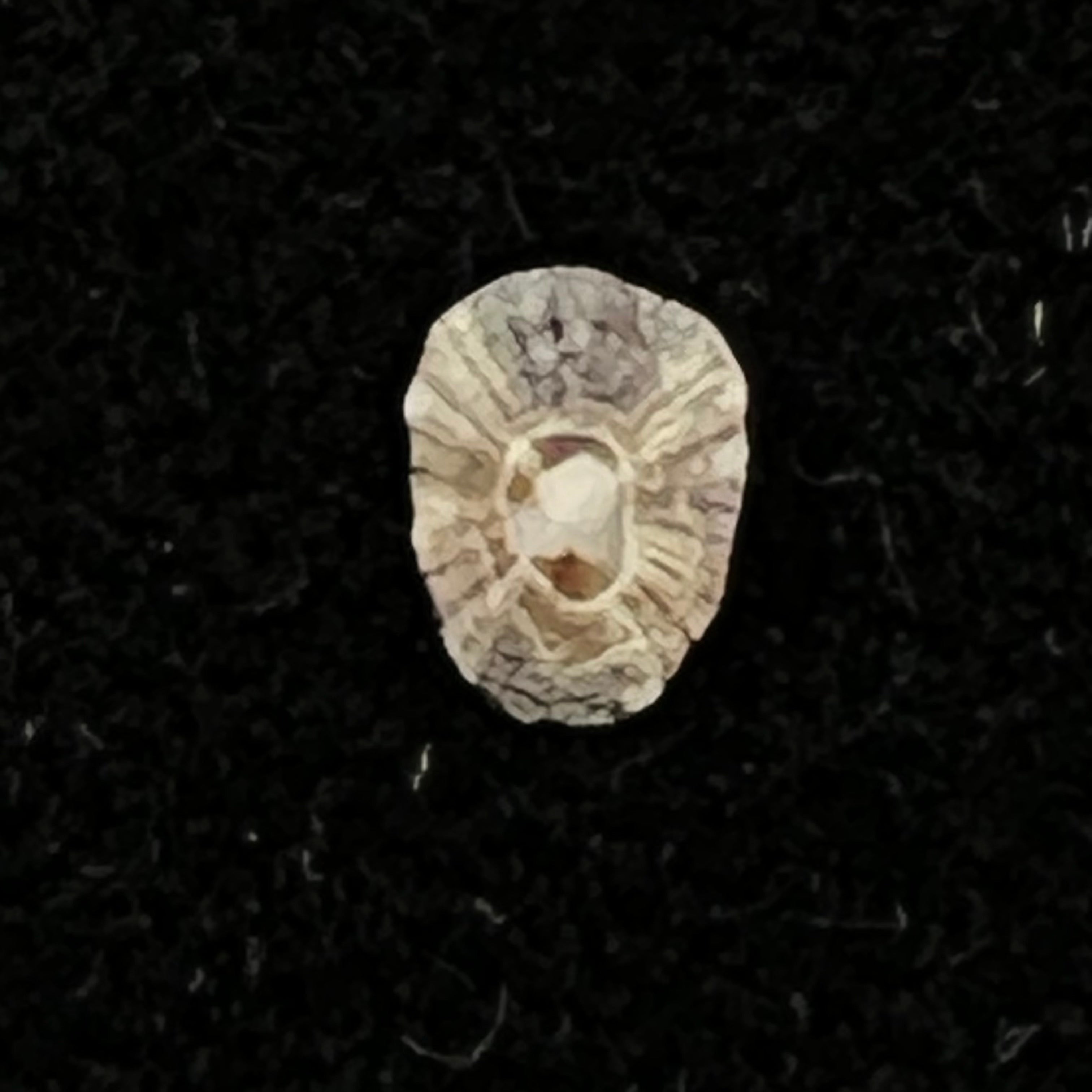 Lottia marcusi (Righi, 1966) - 5,9mm