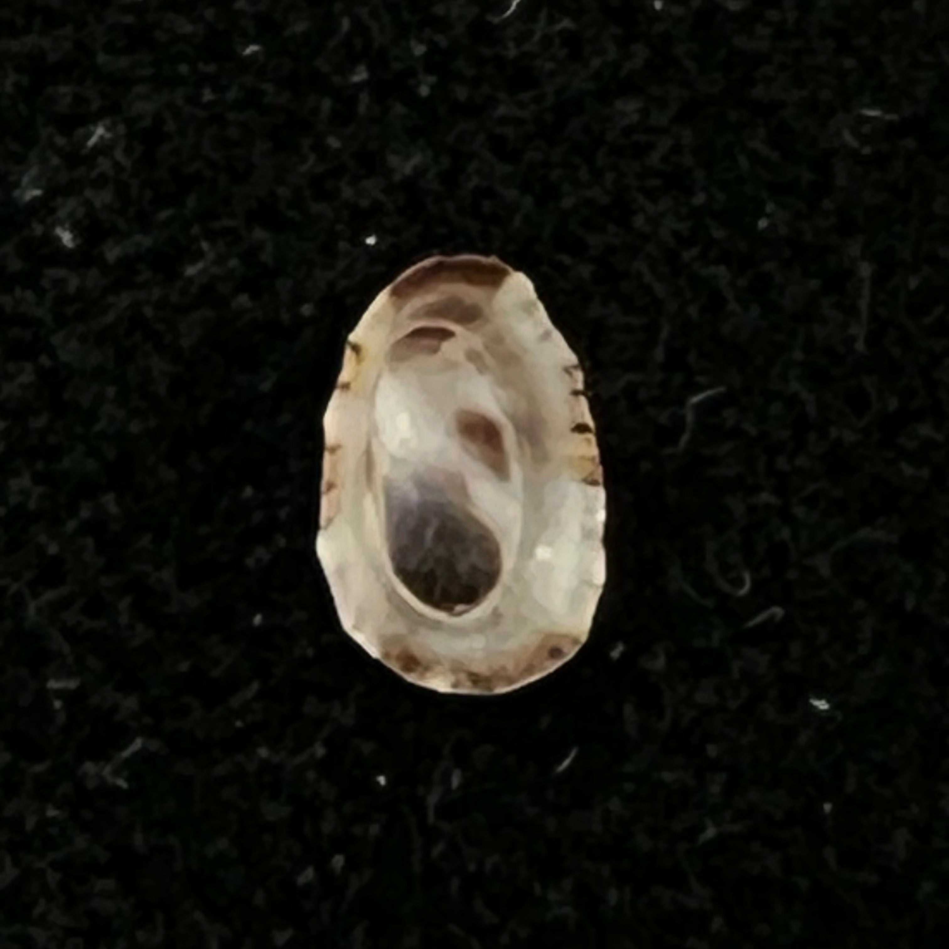 Lottia marcusi (Righi, 1966) - 5,9mm