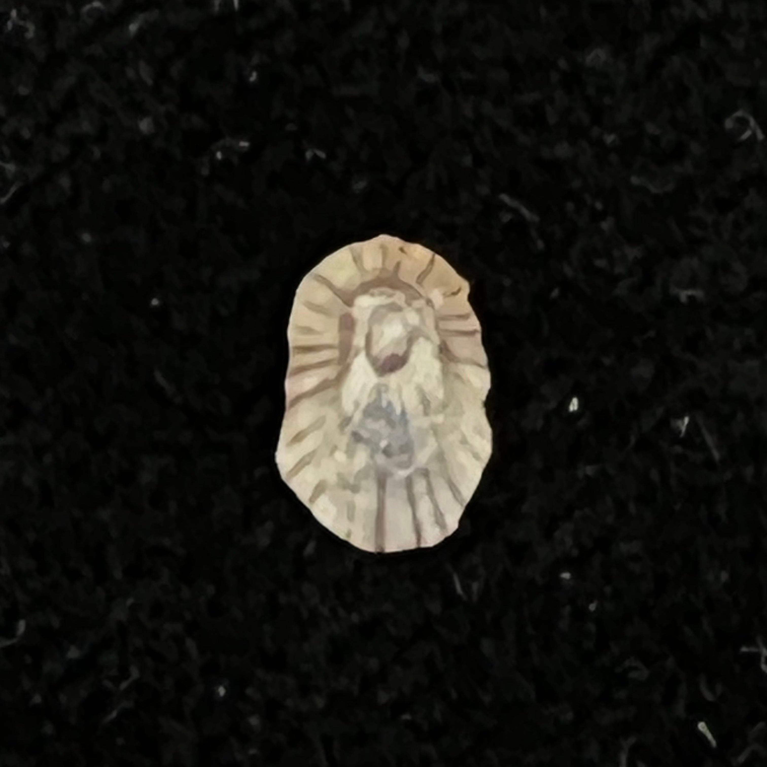 Lottia marcusi (Righi, 1966) - 6,5mm