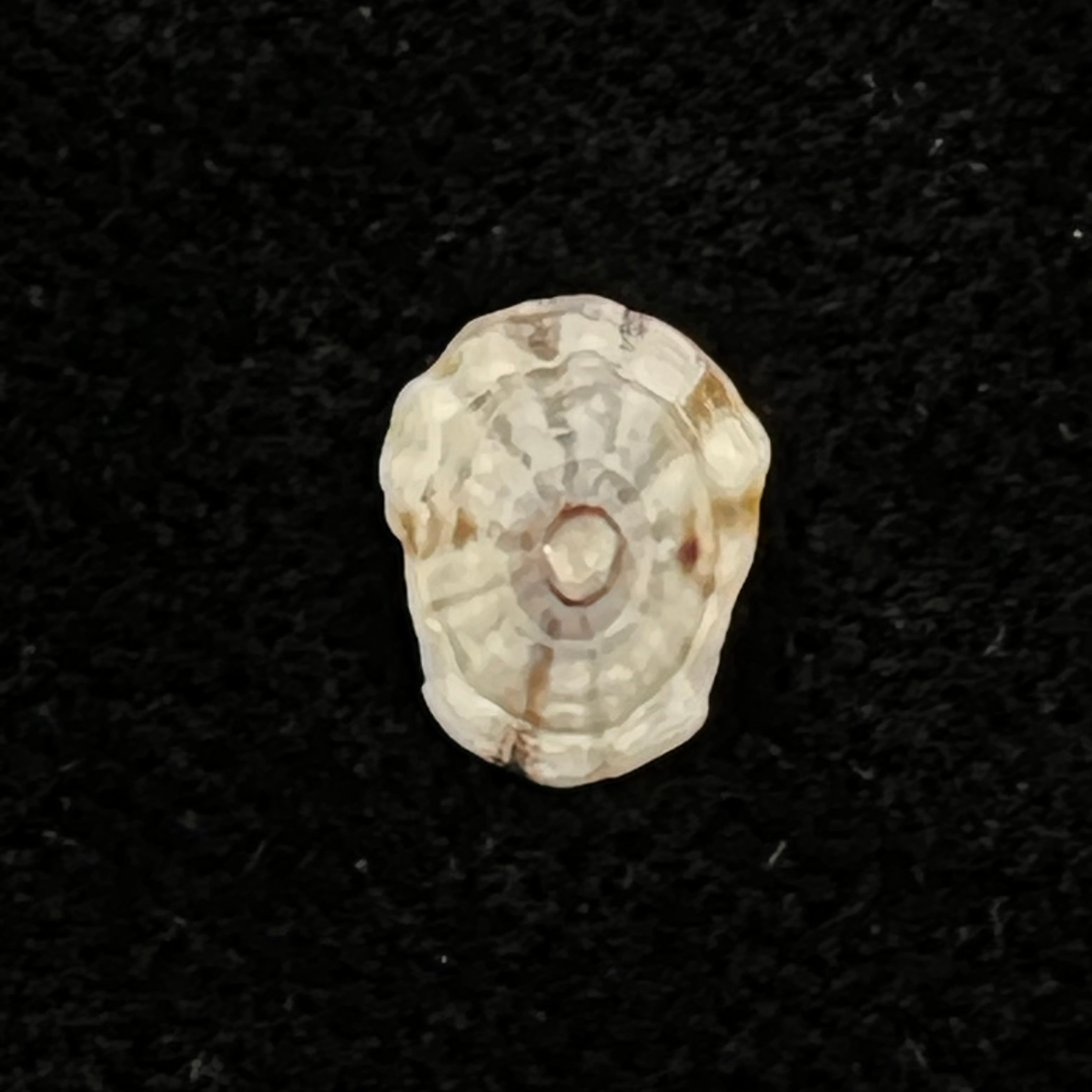 Lottia marcusi (Righi, 1966) - 9,4mm