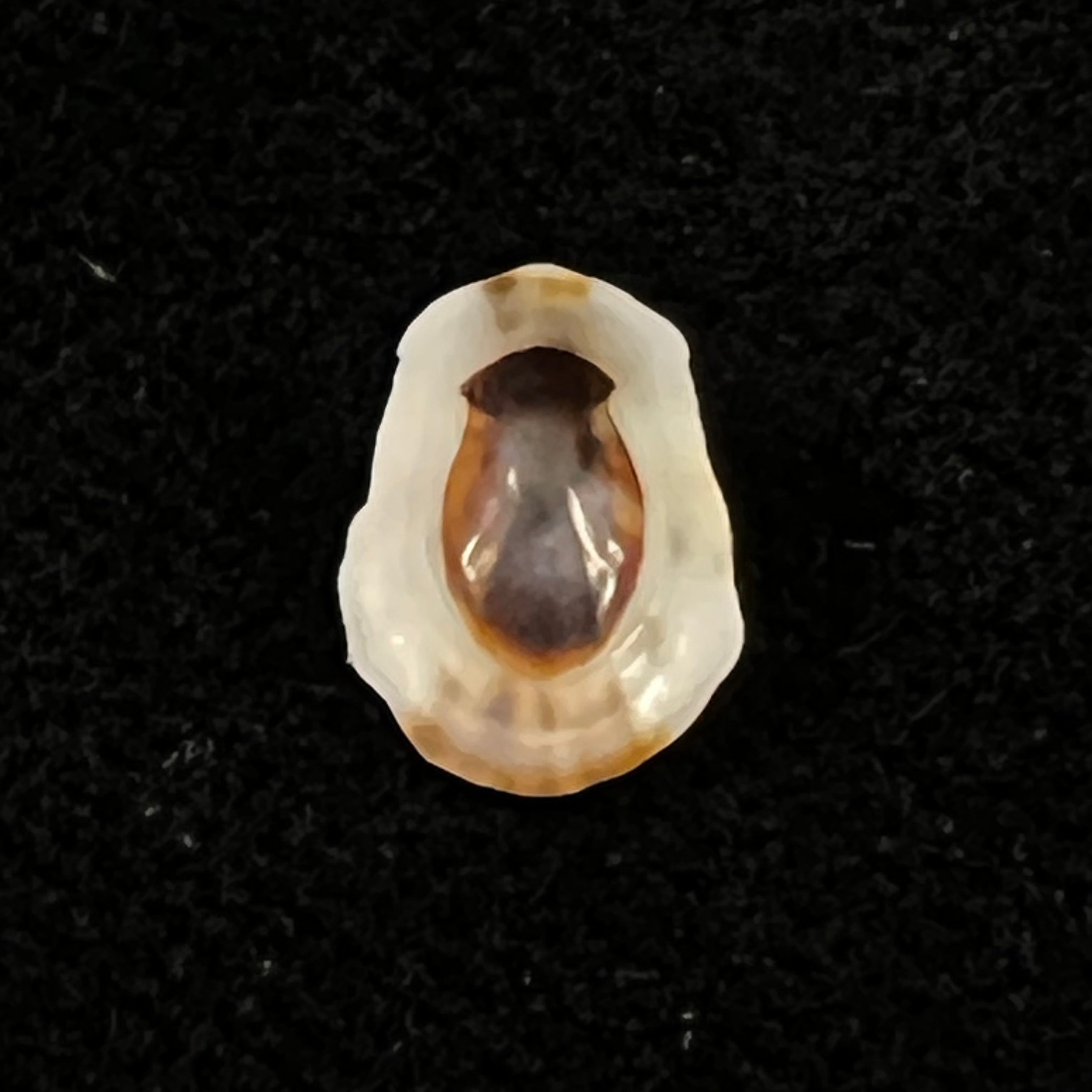 Lottia marcusi (Righi, 1966) - 9,4mm