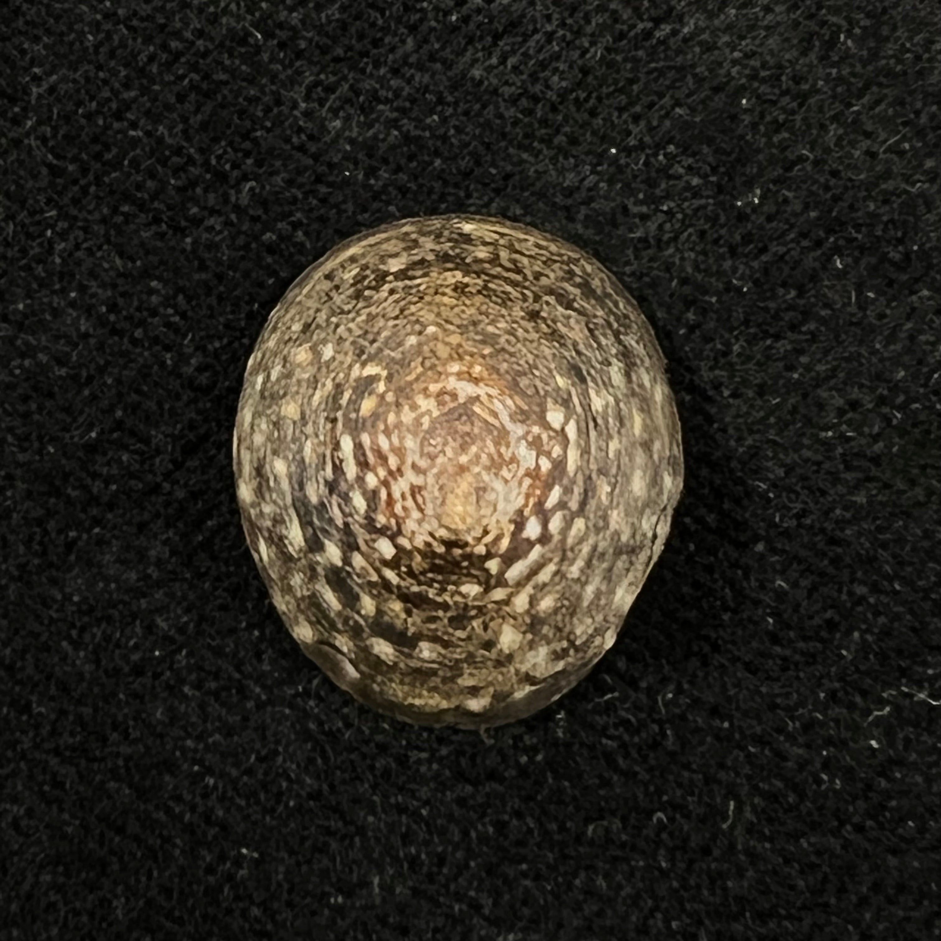 Lottia orbignyi (Dall, 1909) - 23,6mm