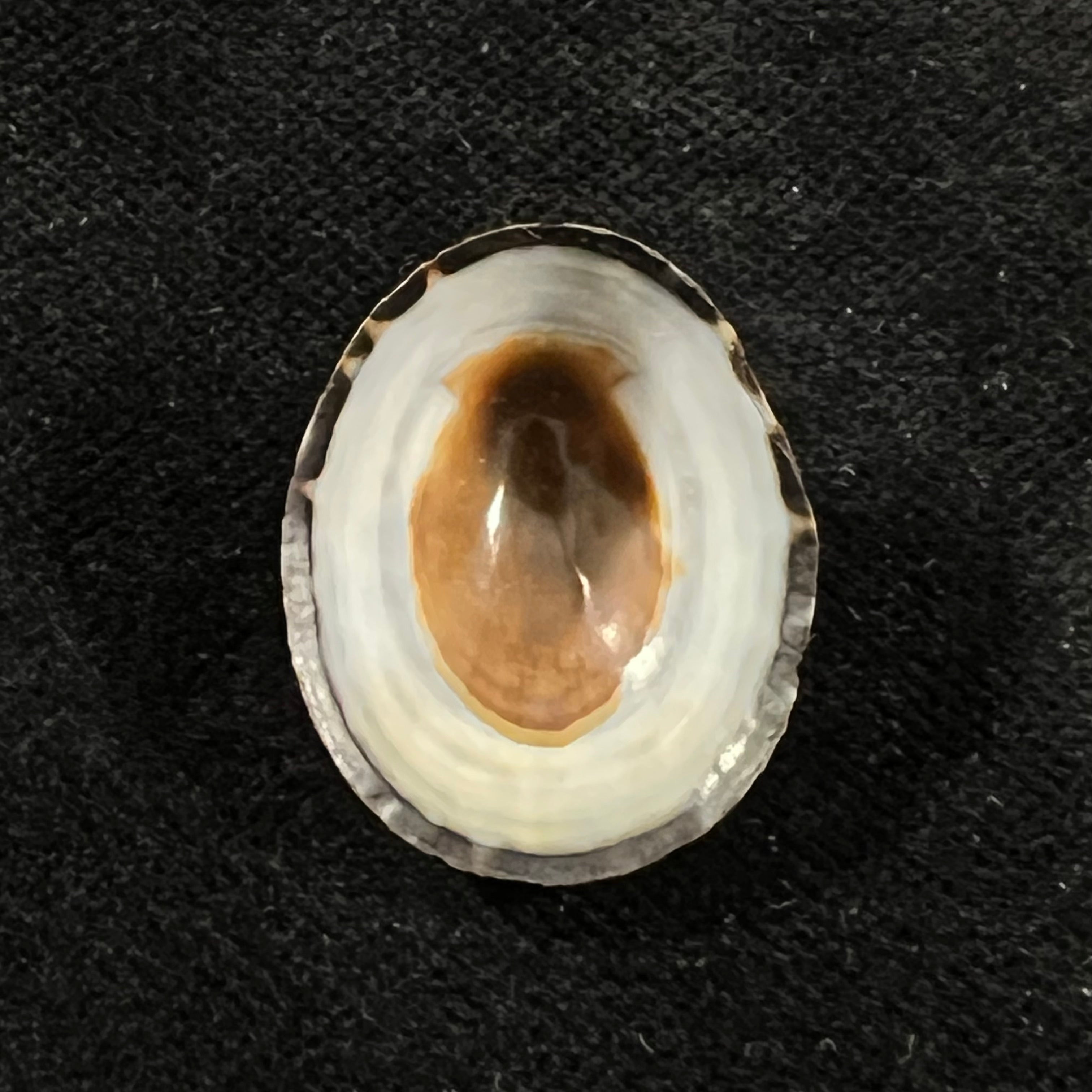 Lottia orbignyi (Dall, 1909) - 23,6mm