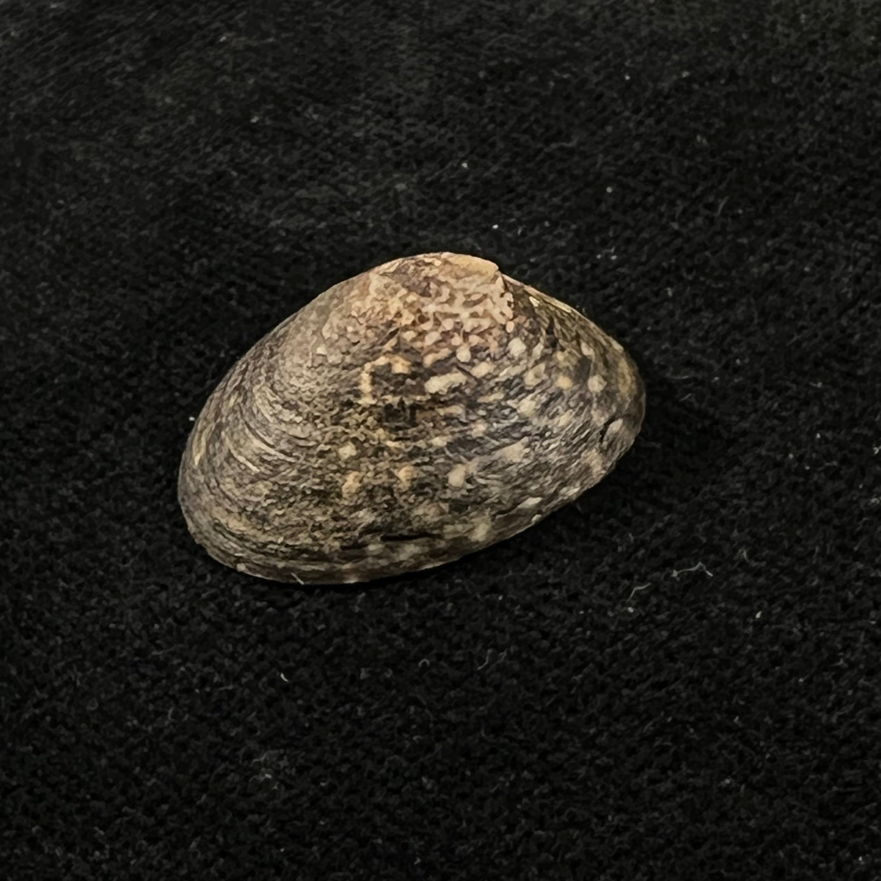 Lottia orbignyi (Dall, 1909) - 23,6mm