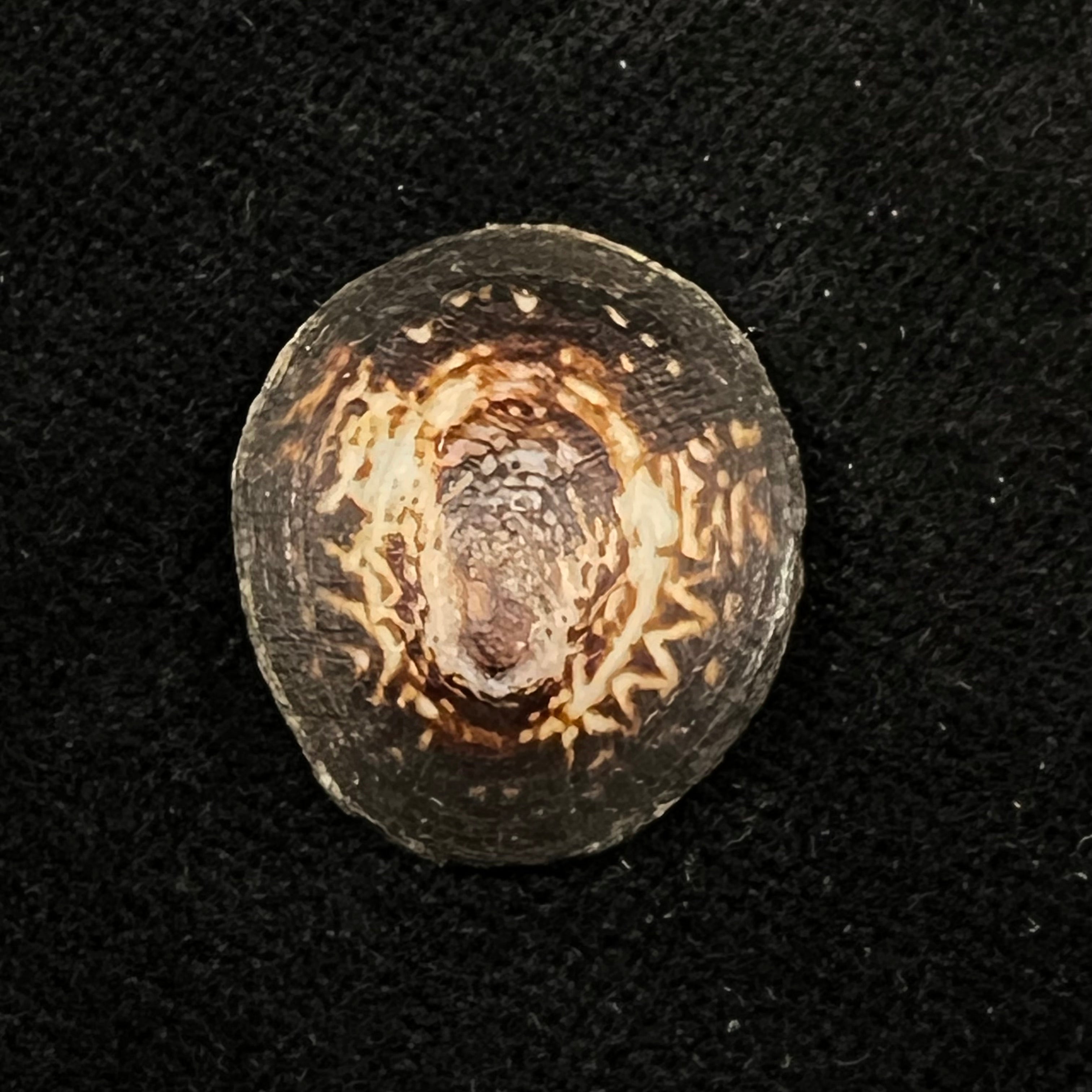 Lottia orbignyi (Dall, 1909) - 23,8mm