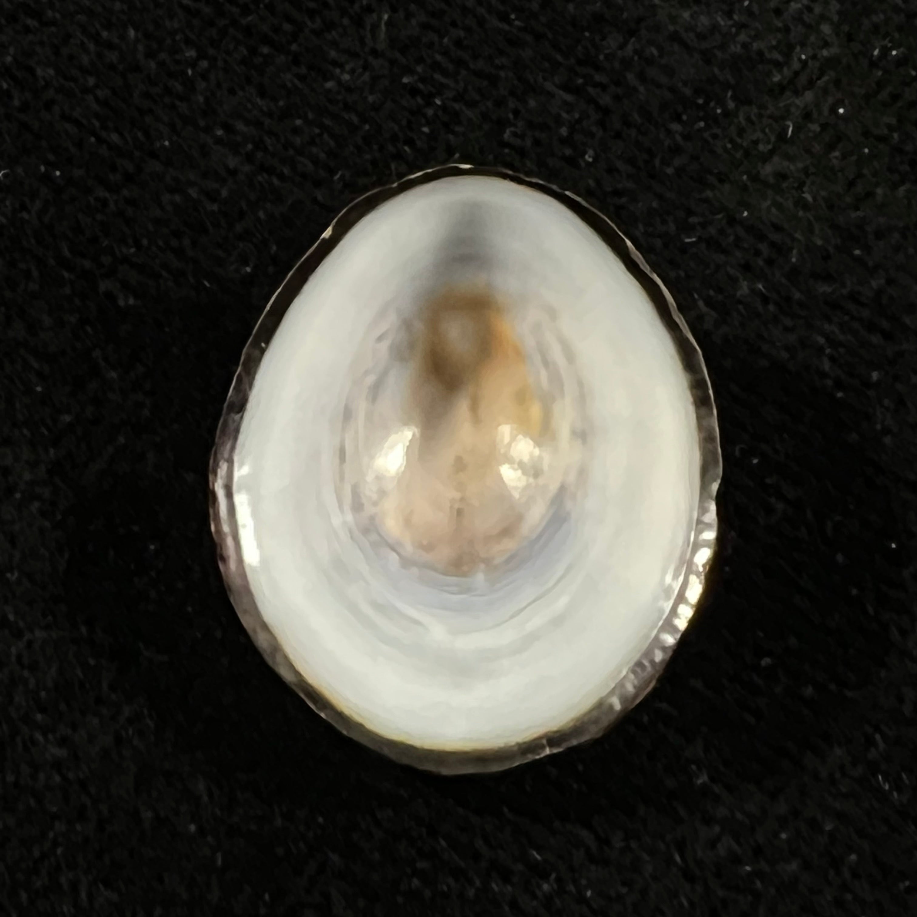 Lottia orbignyi (Dall, 1909) - 23,8mm