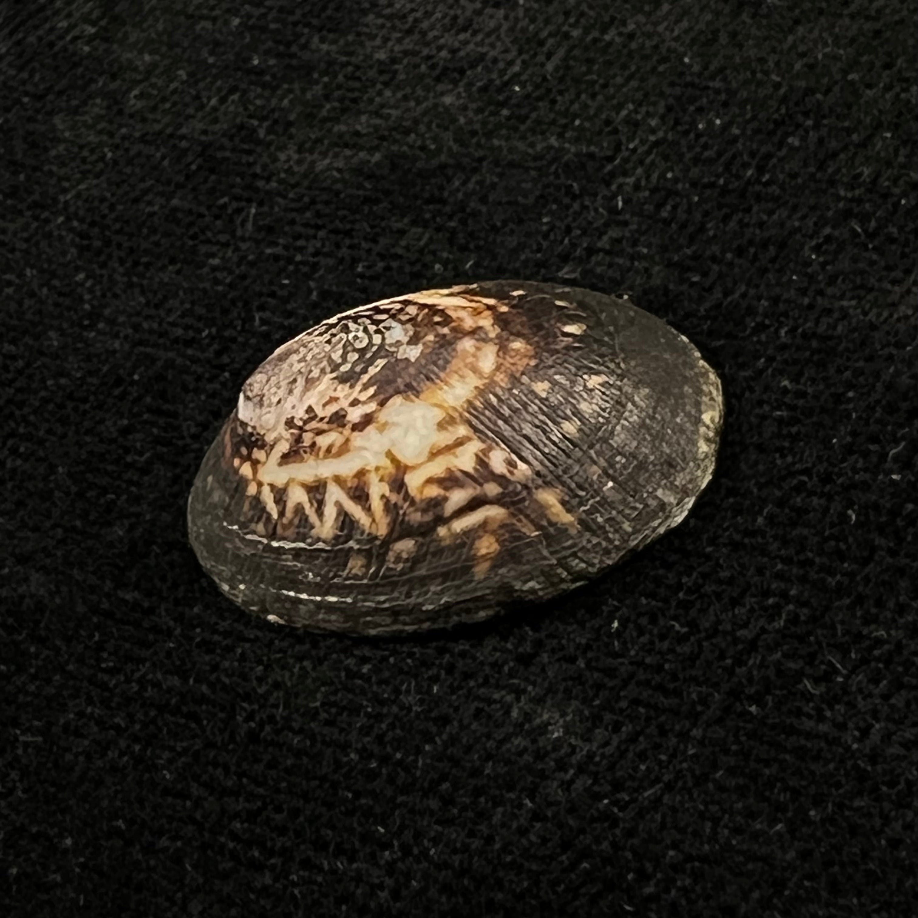 Lottia orbignyi (Dall, 1909) - 23,8mm