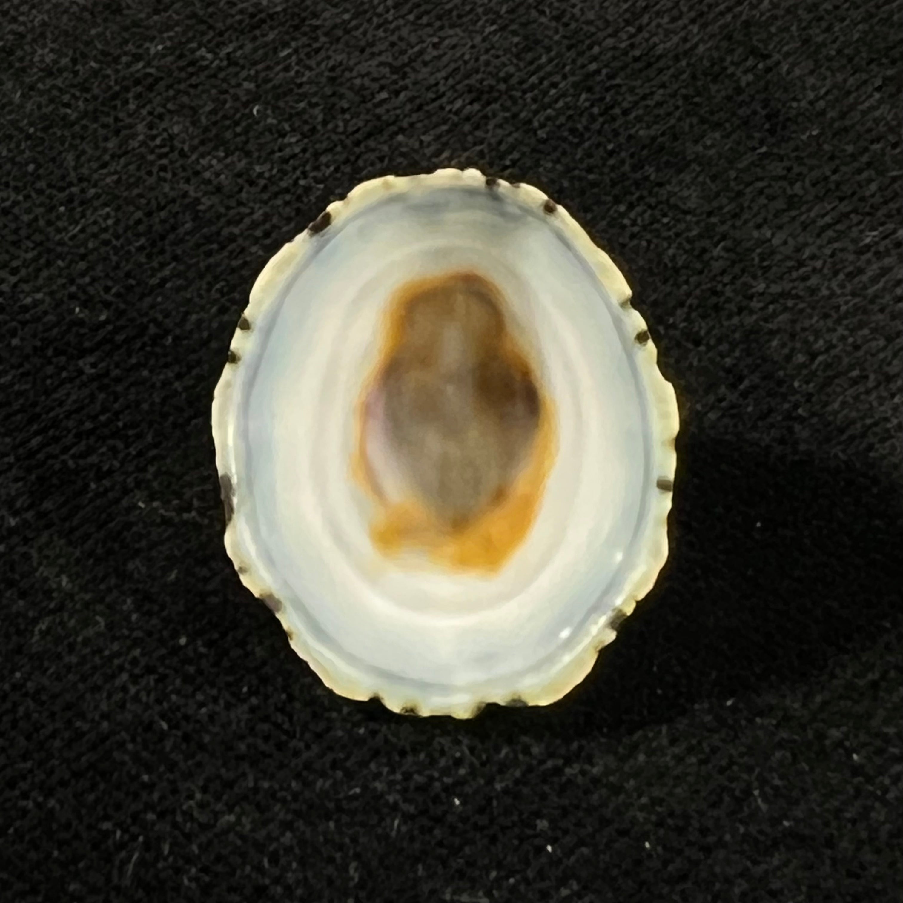 Scurria zebrina (R. P. Lesson, 1831) - 25,6mm