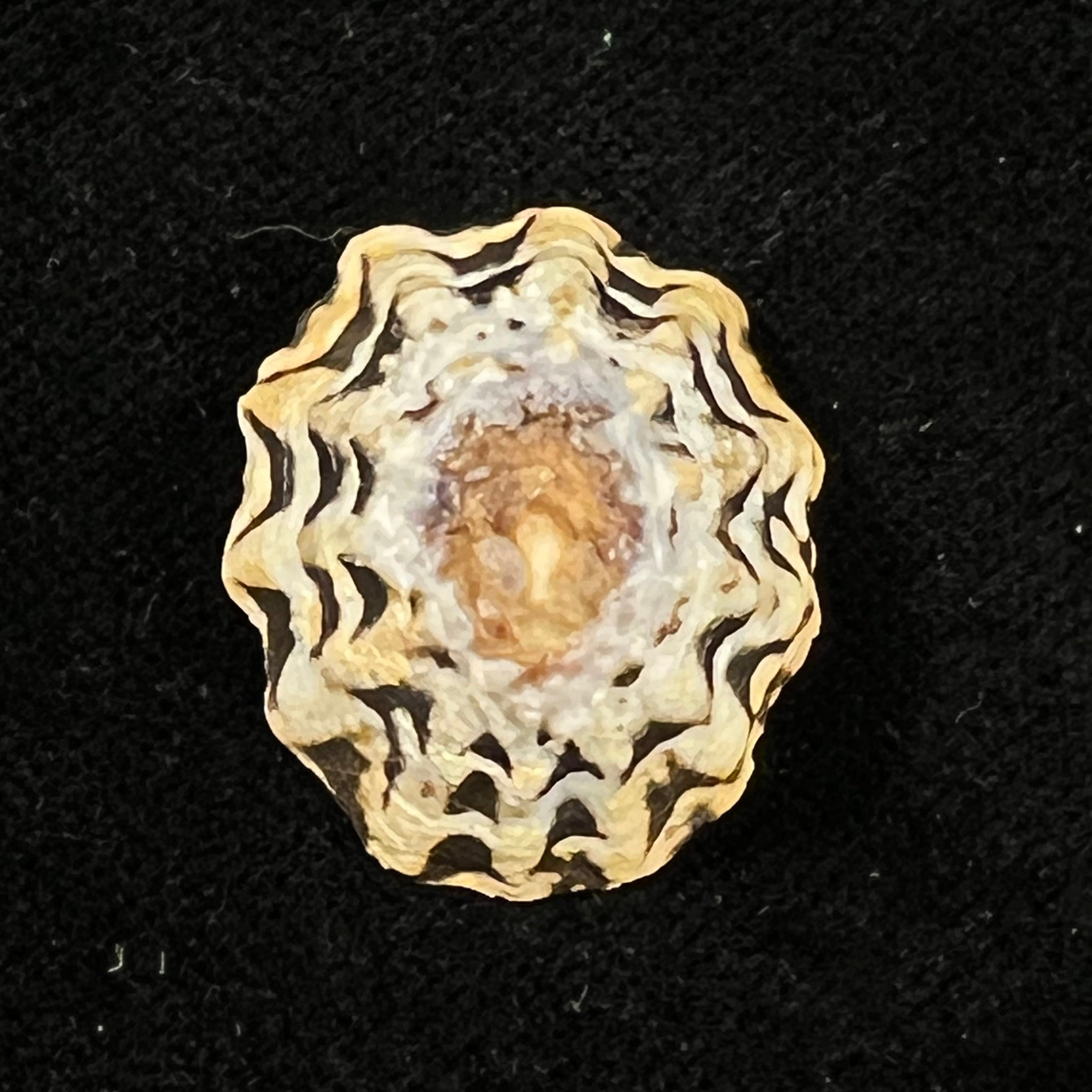 Scurria zebrina (R. P. Lesson, 1831) - 26,4mm