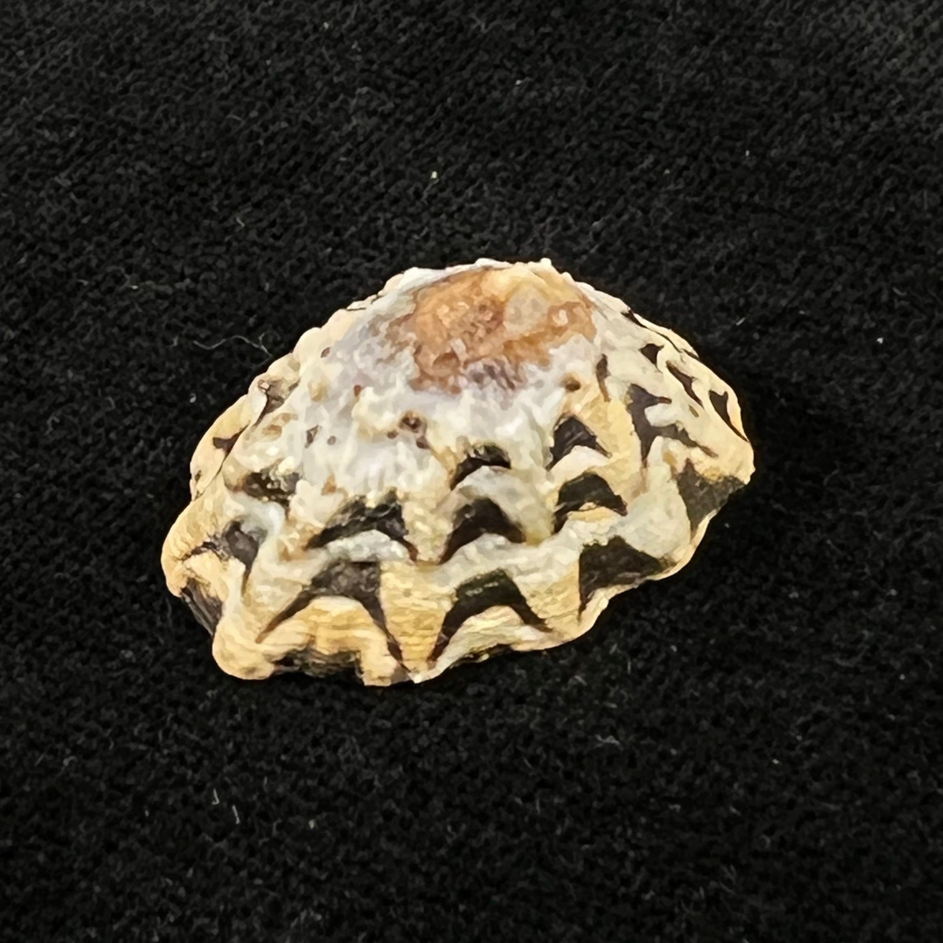 Scurria zebrina (R. P. Lesson, 1831) - 26,4mm