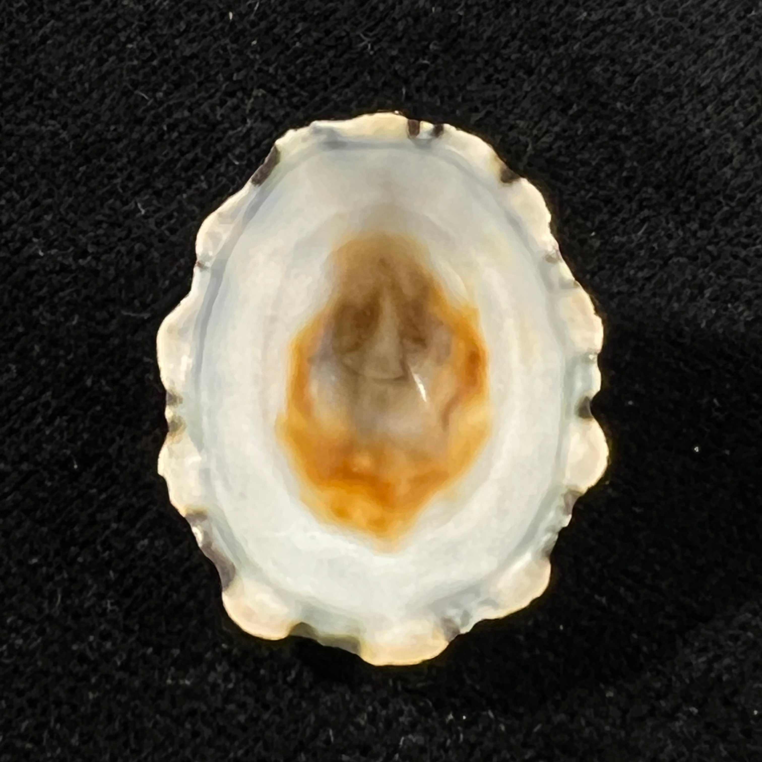 Scurria zebrina (R. P. Lesson, 1831) - 26,4mm