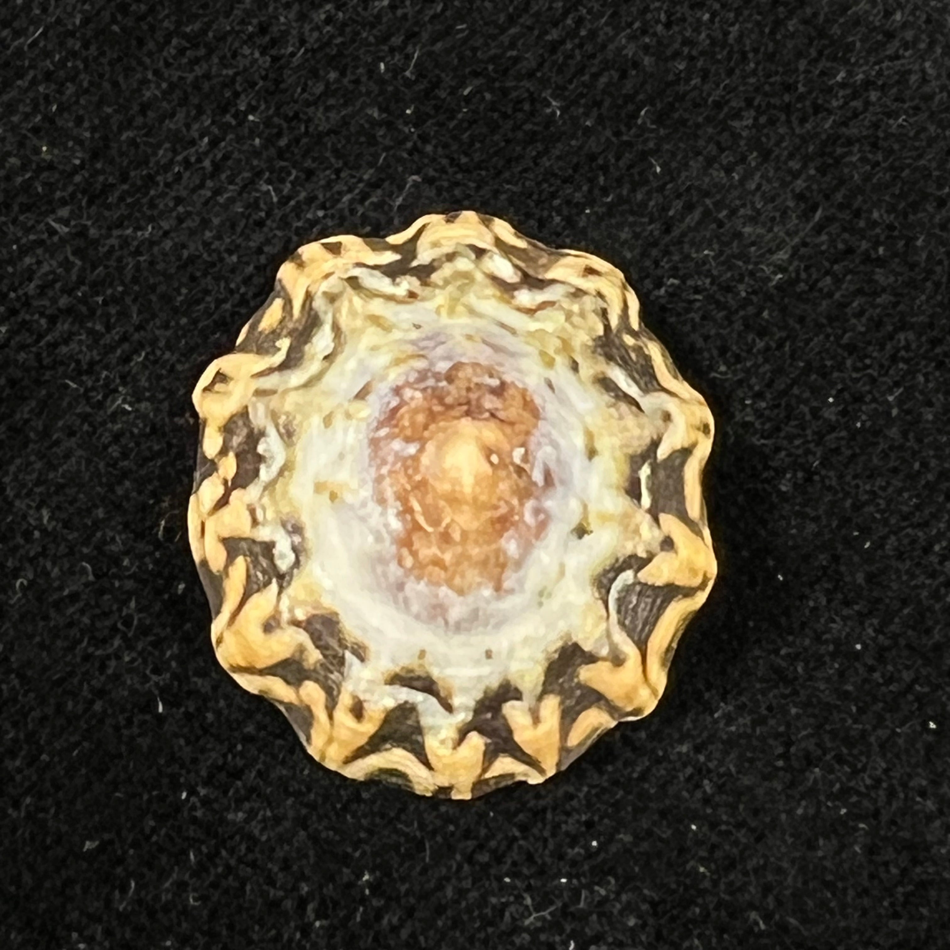 Scurria zebrina (R. P. Lesson, 1831) - 27,3mm