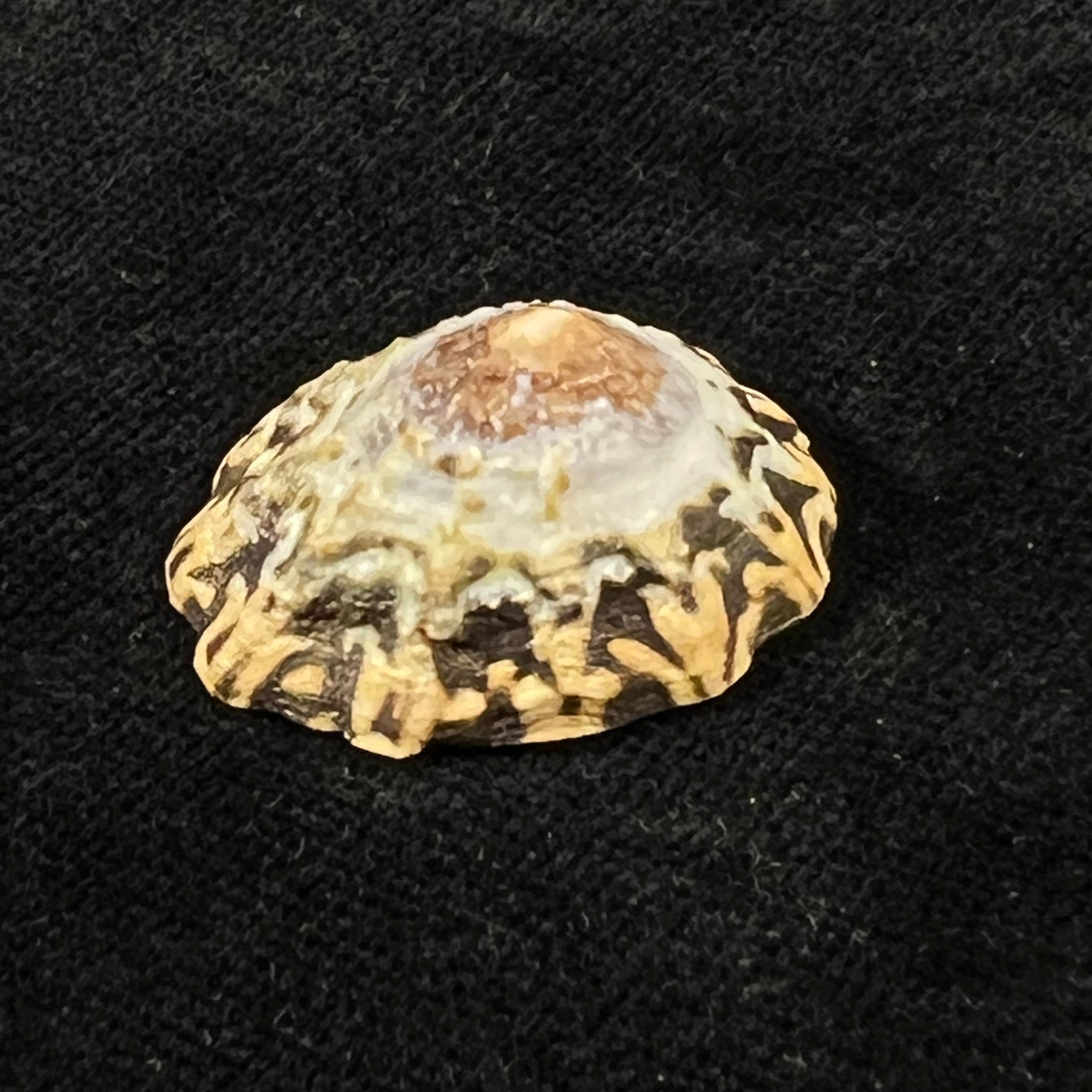 Scurria zebrina (R. P. Lesson, 1831) - 27,3mm