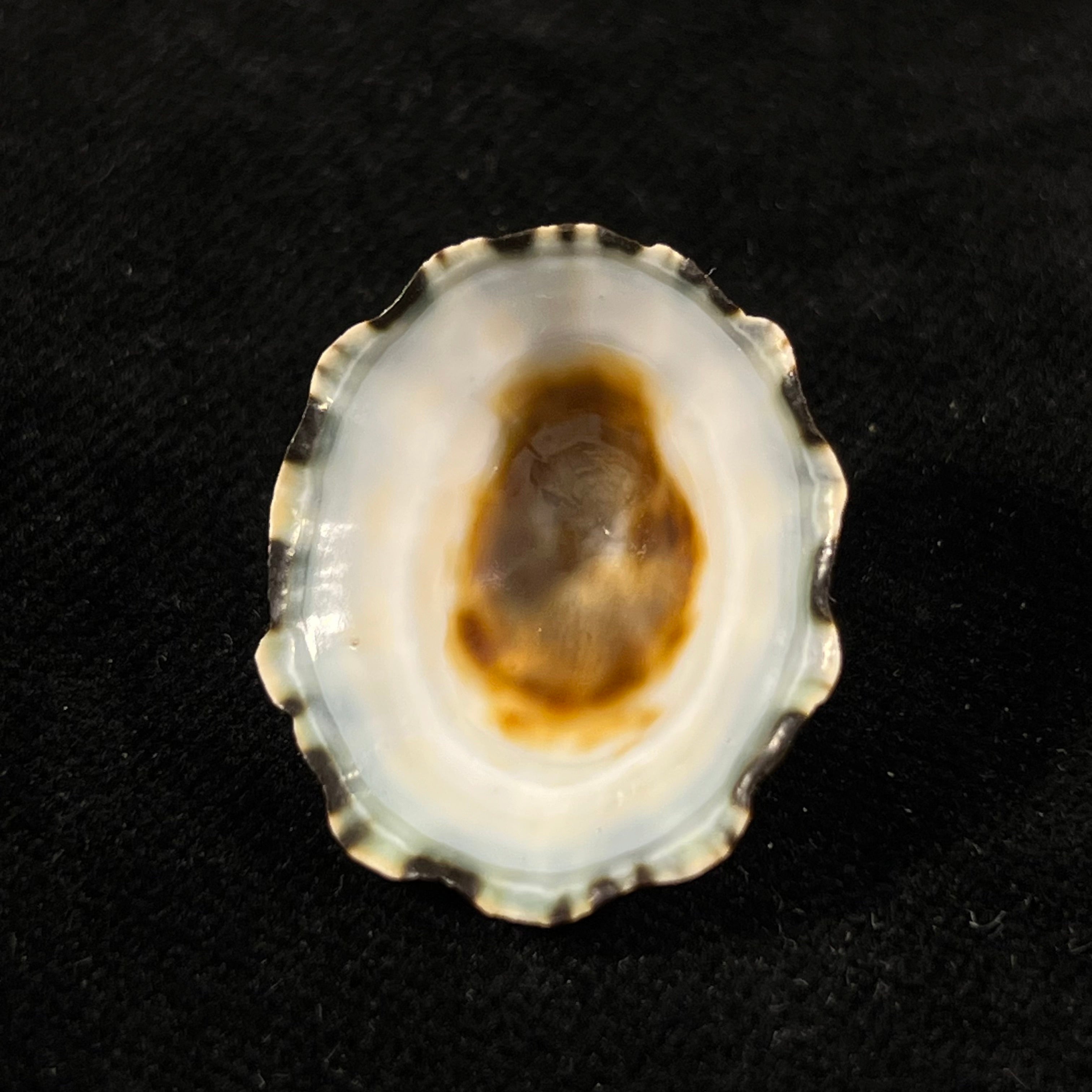 Scurria zebrina (R. P. Lesson, 1831) - 27,3mm