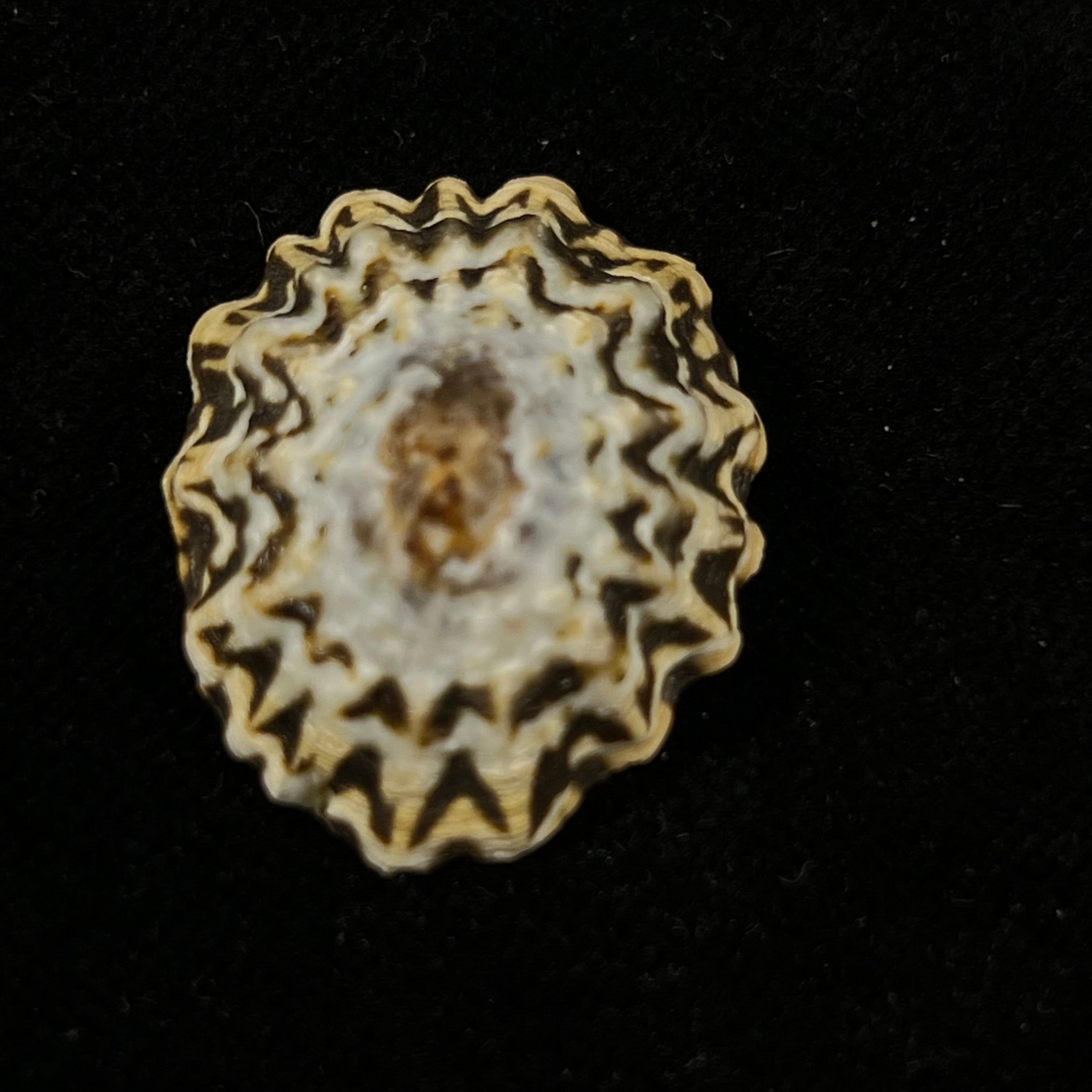 Scurria zebrina (R. P. Lesson, 1831) - 29,3mm